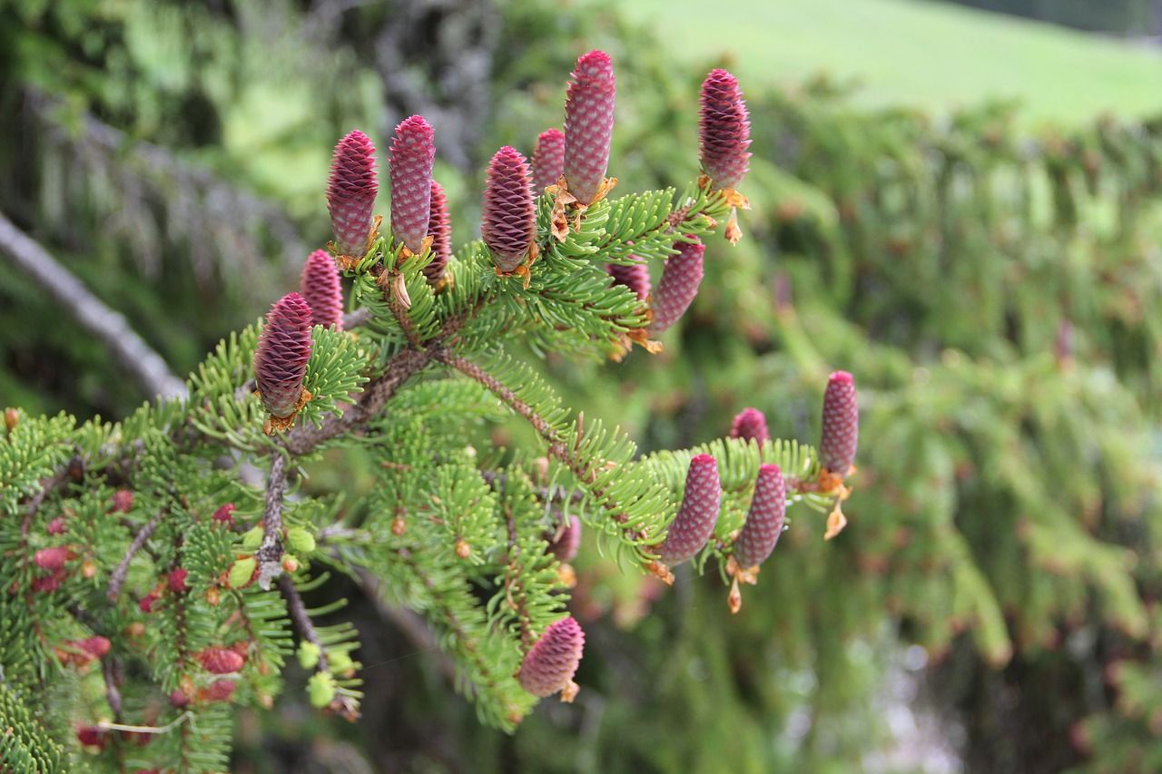 red cone spruce  spruce  conifer free photo