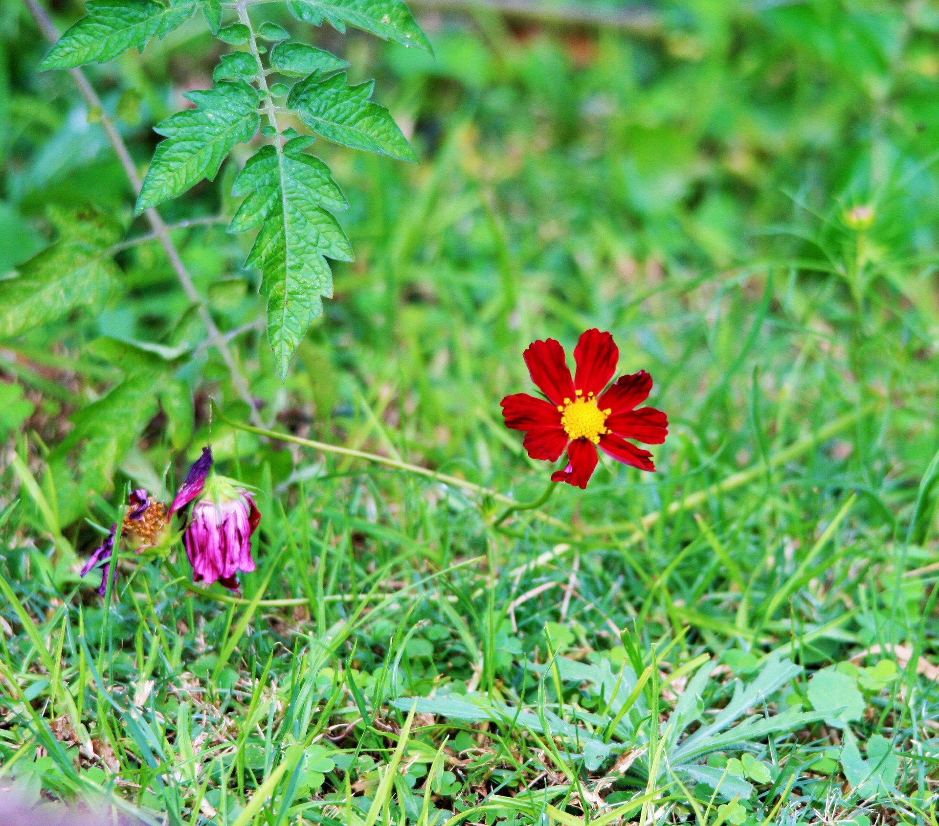 flower cosmos red free photo