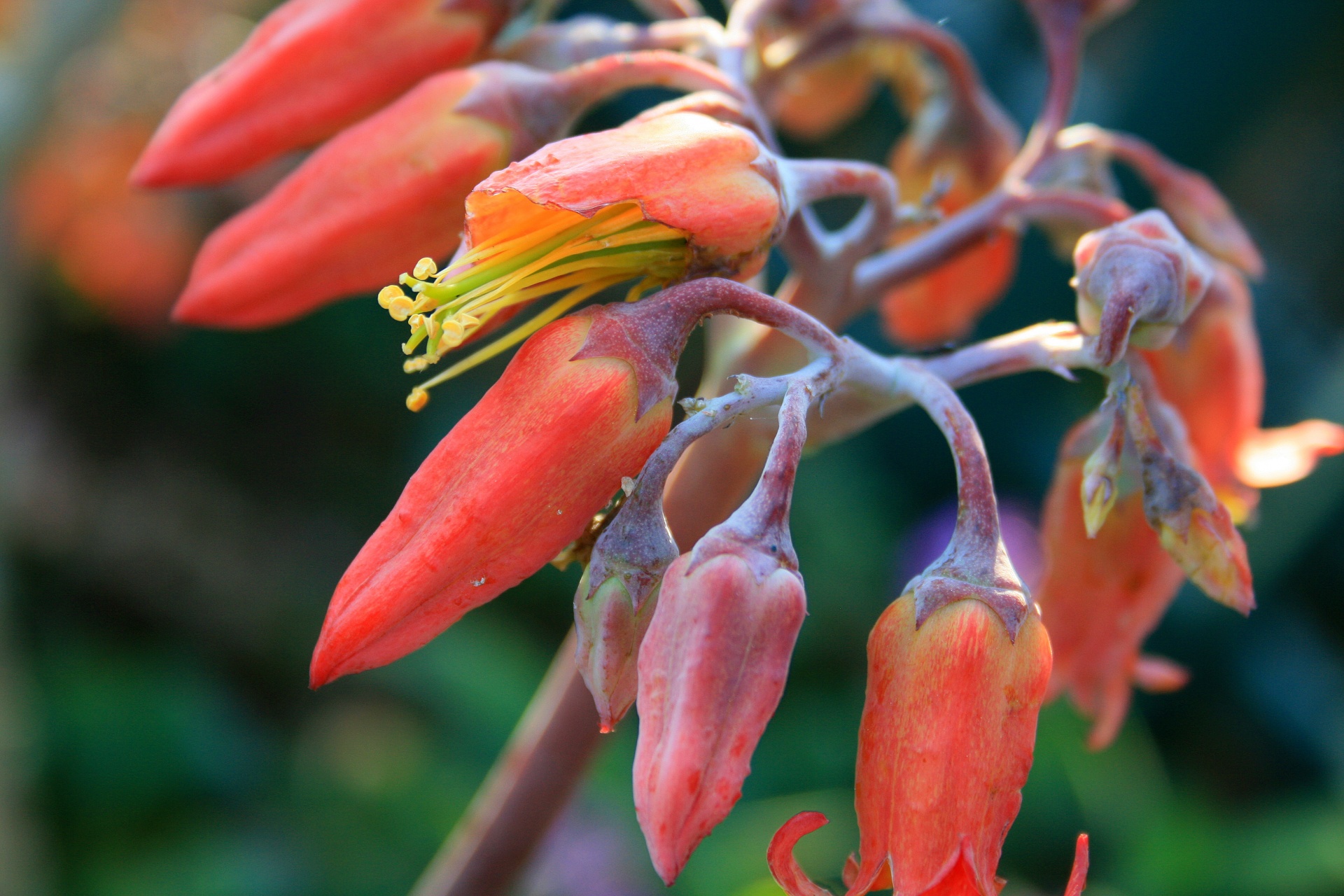 flower red pig's ear free photo