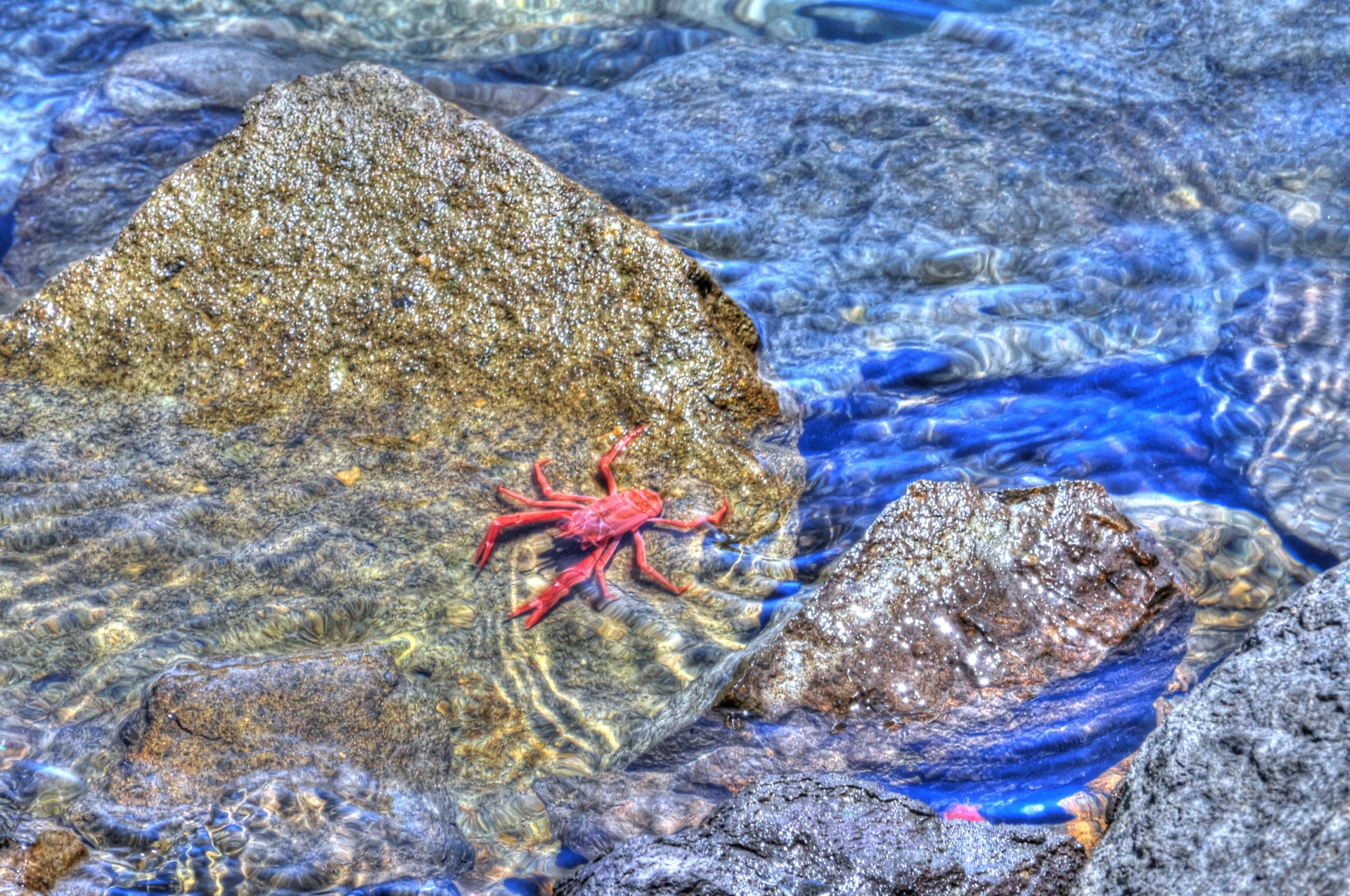 crab water rock free photo