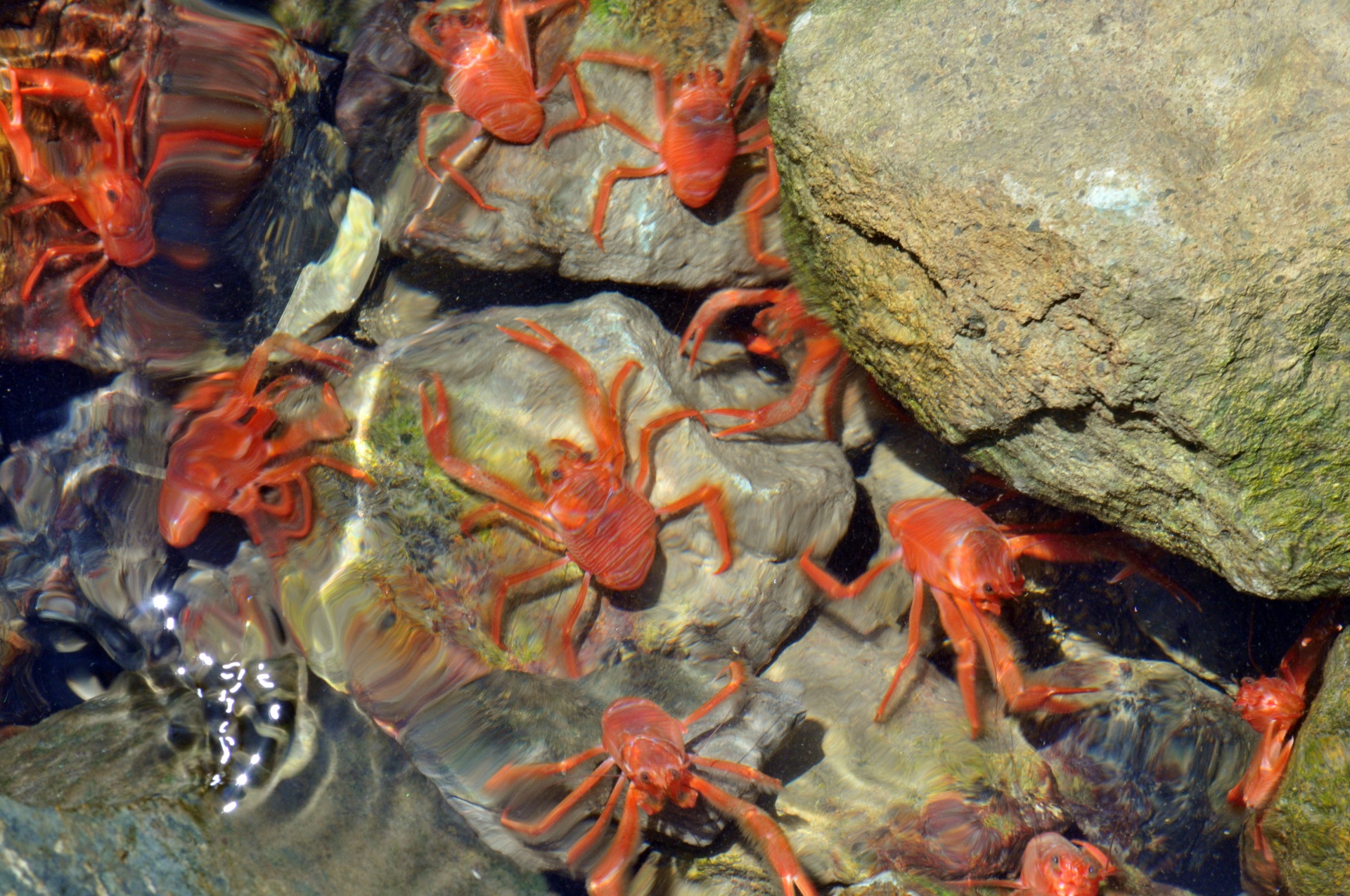 crab crabs sea free photo