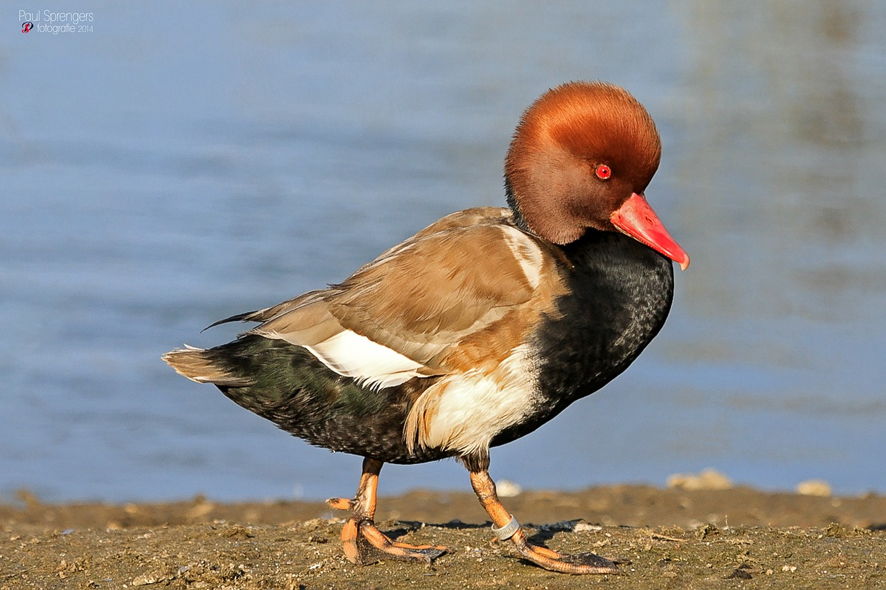 red crested pochard duck water free photo