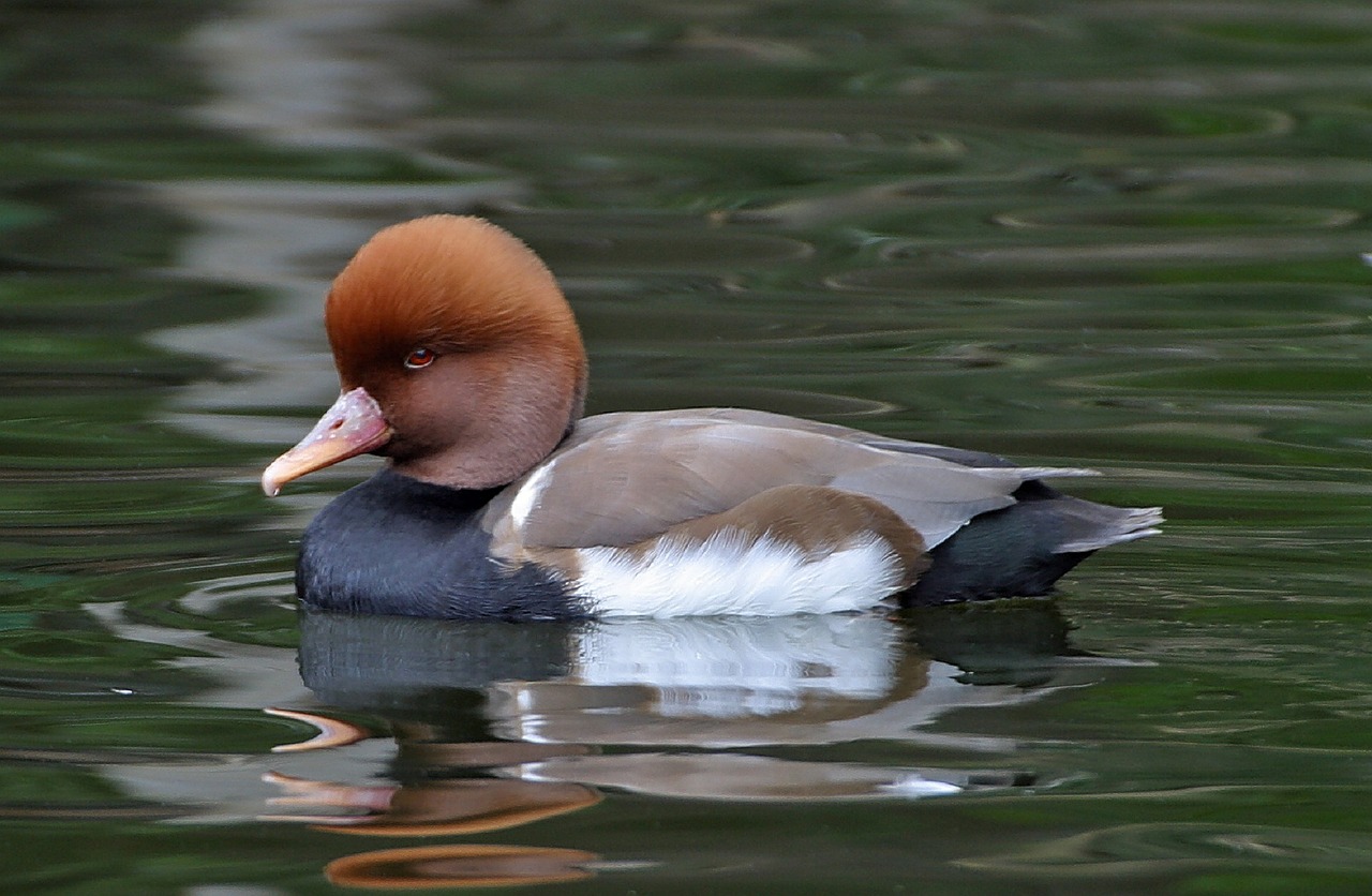 red-crested pochard duck swimming free photo
