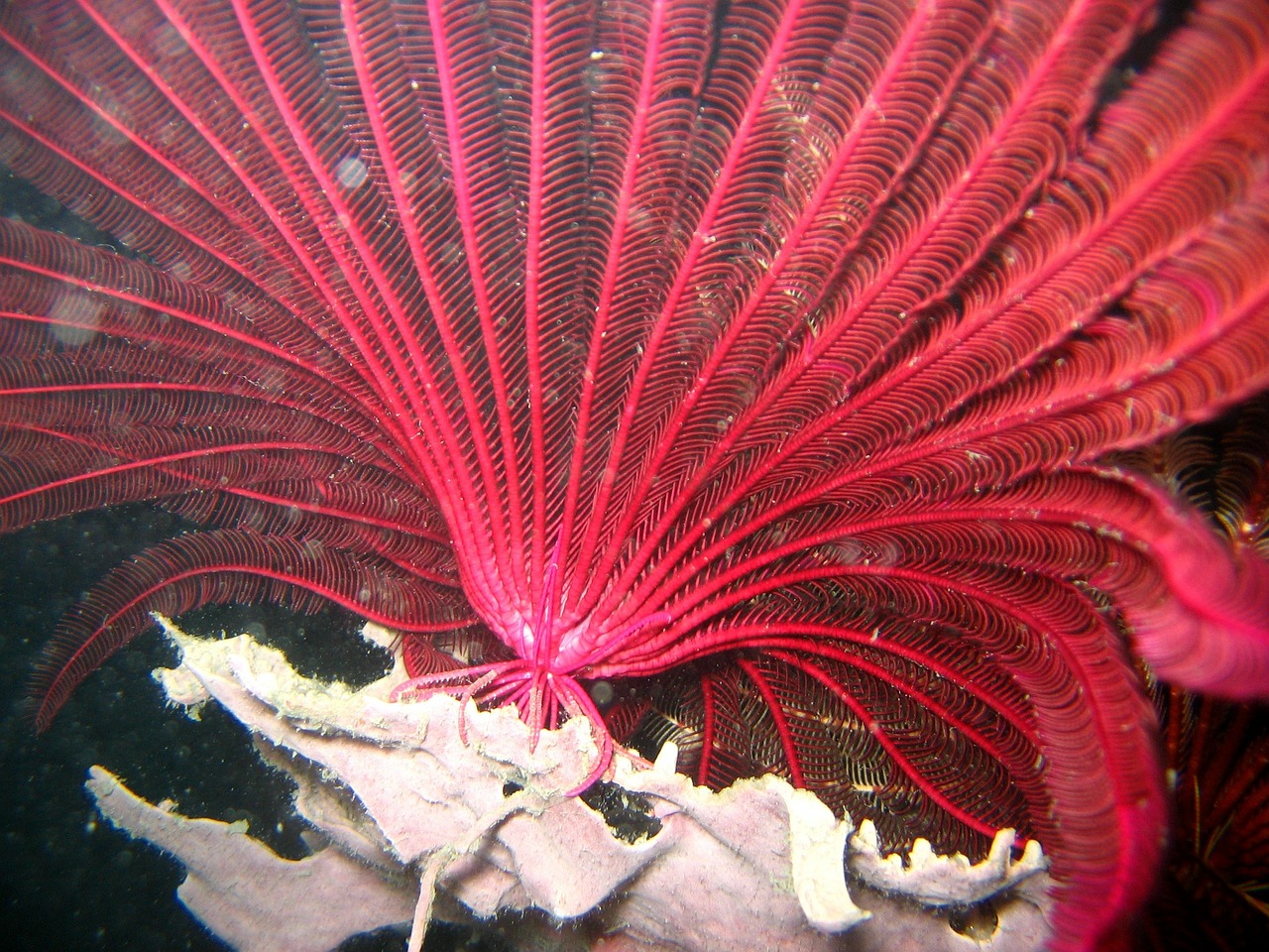 red crinoid reef coral free photo