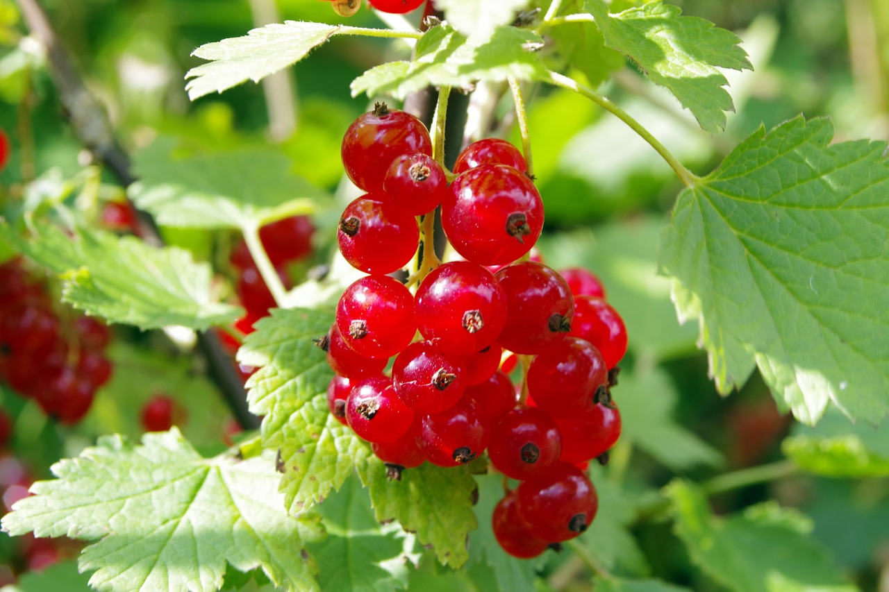 red currant currant natural free photo