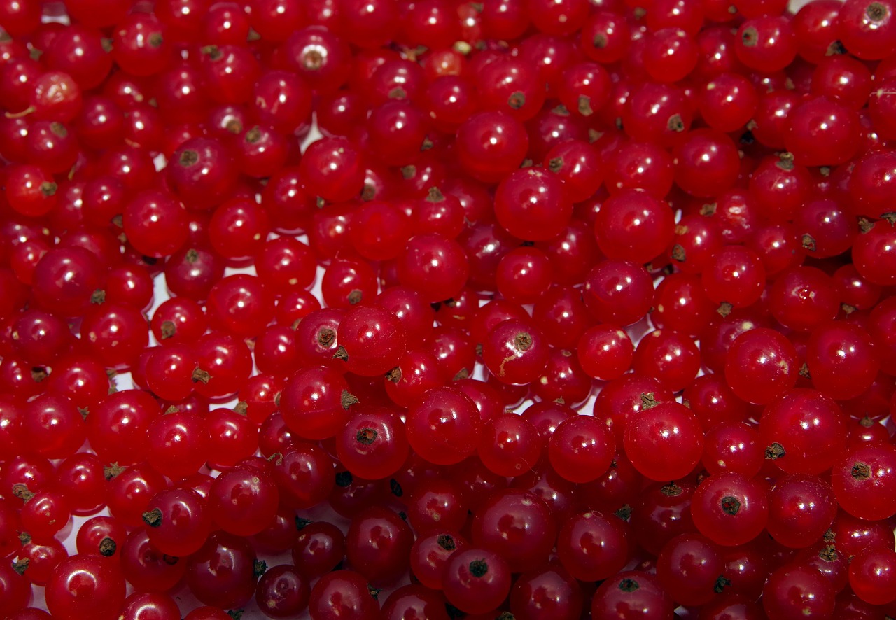 red currant currant natural free photo