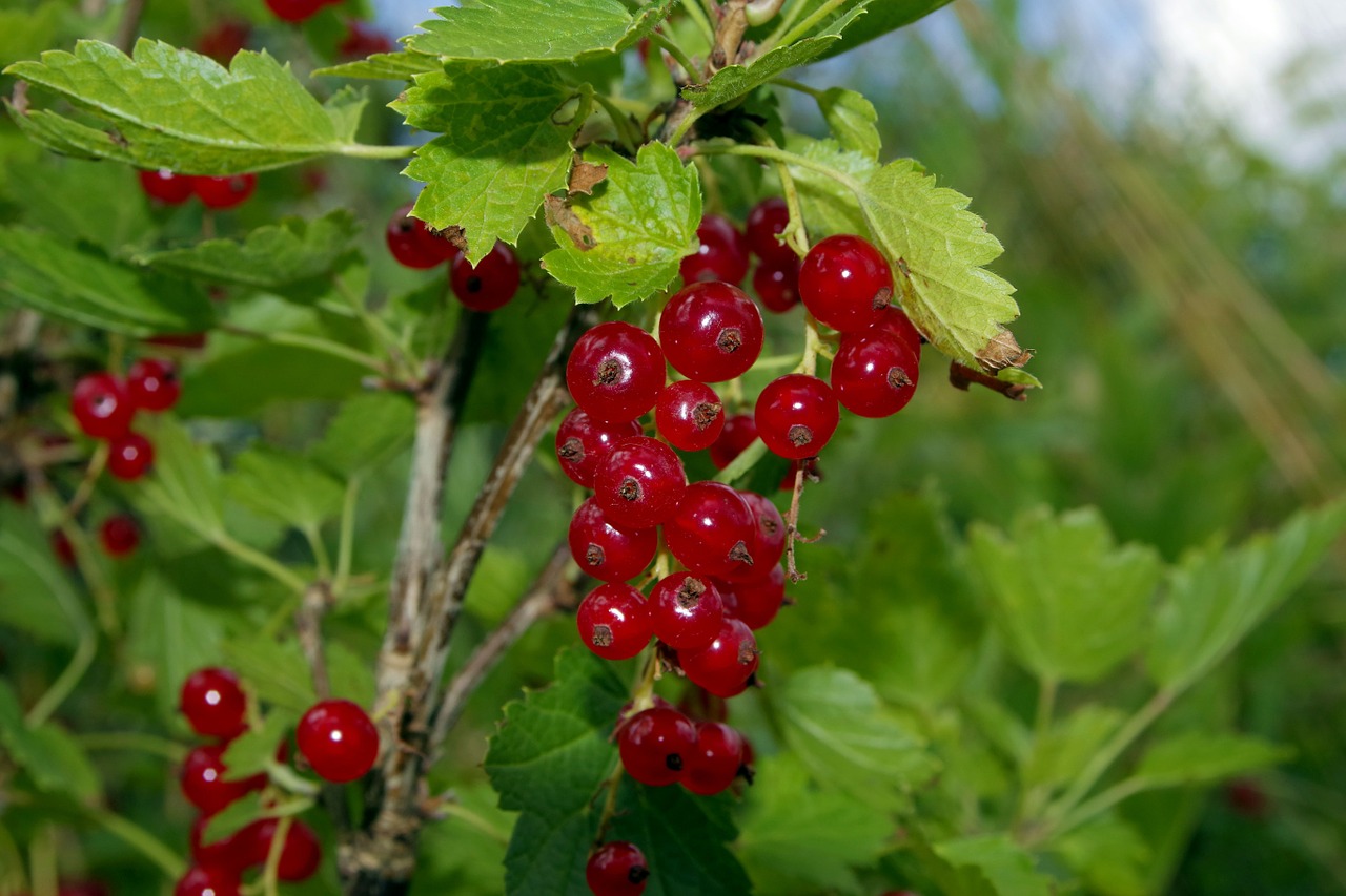 red currant currant natural free photo
