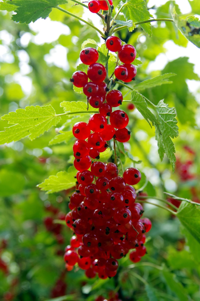 red currant red currant free photo