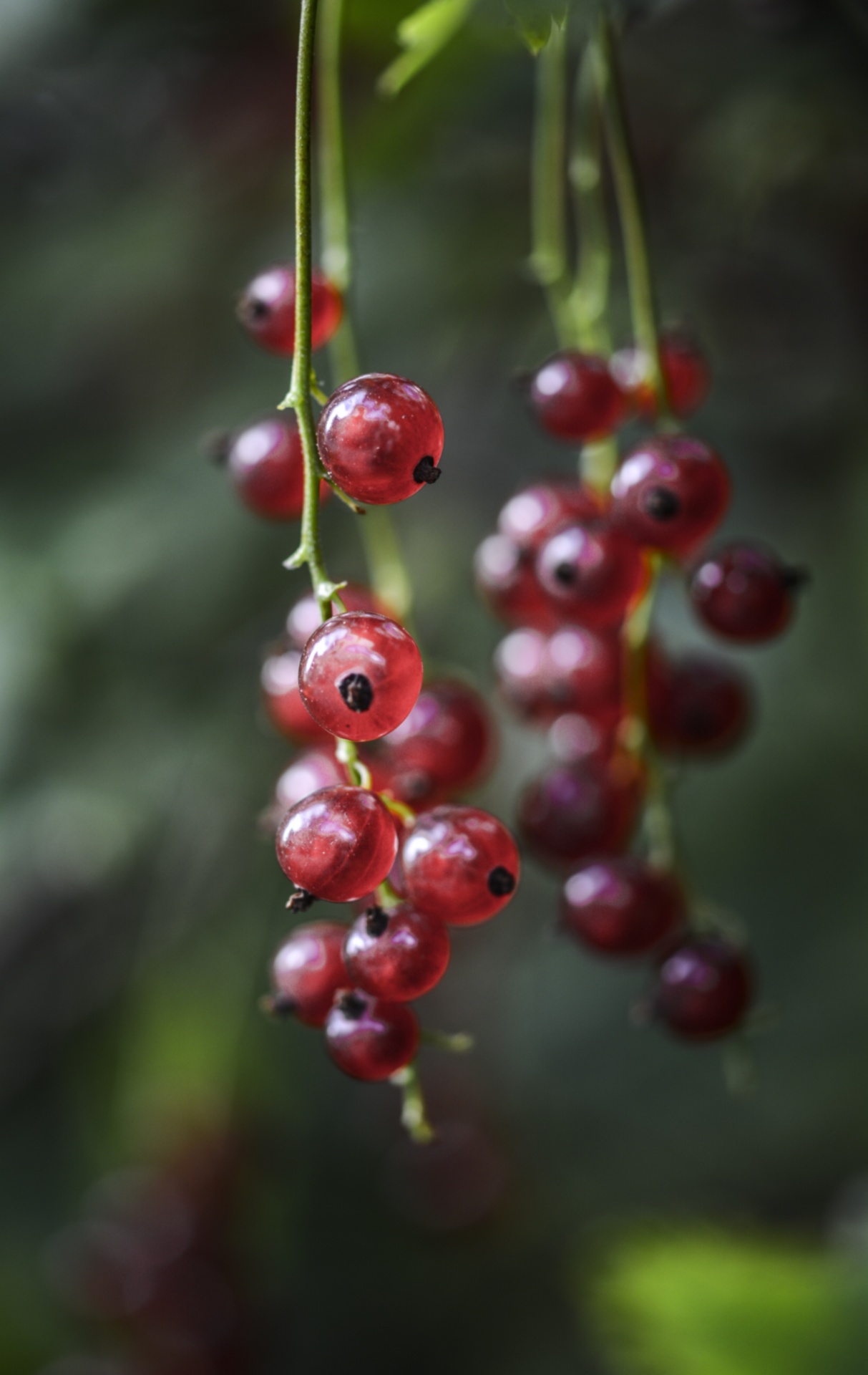 currant redcurrant red free photo