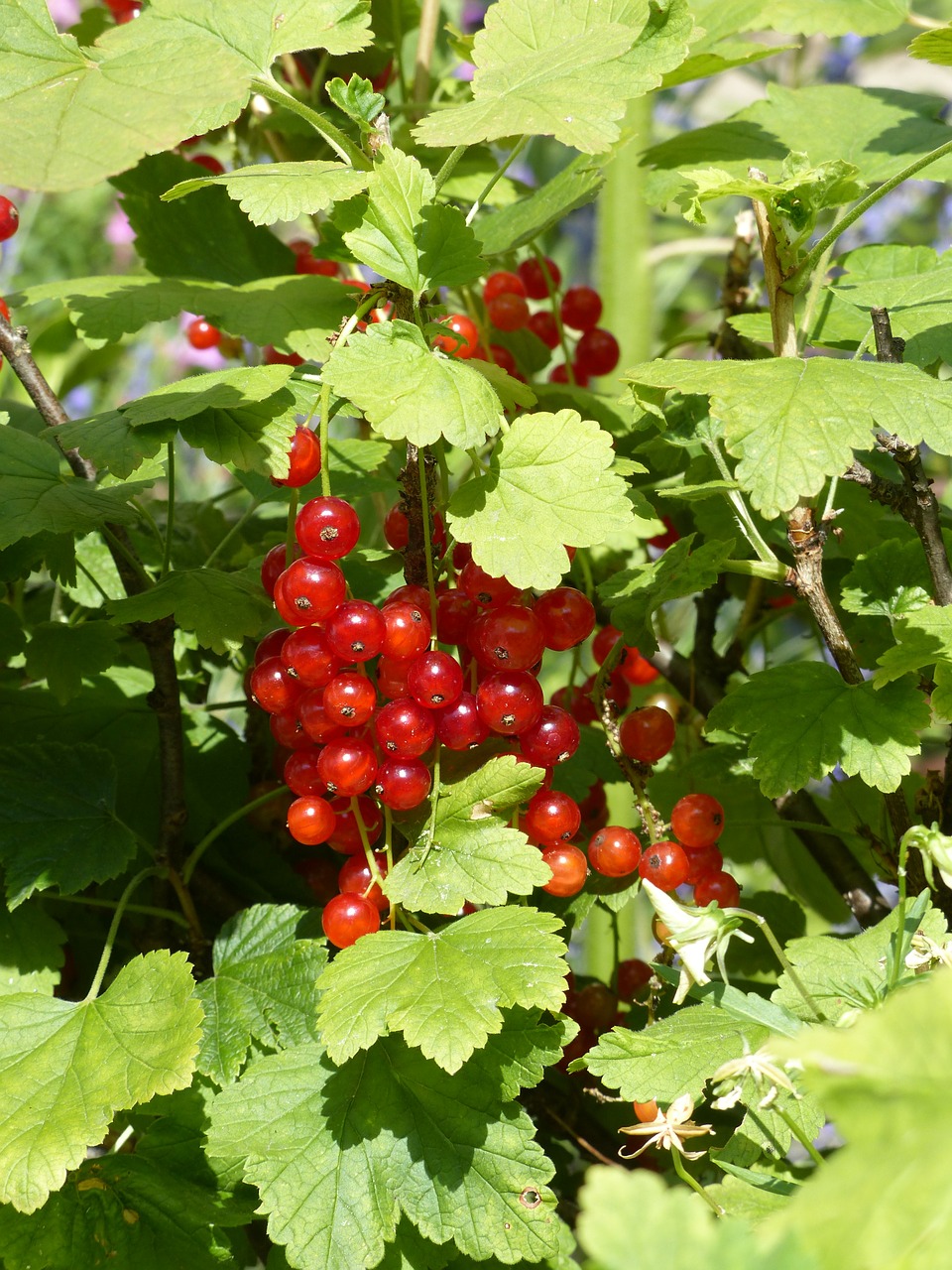 red currant currants gooseberry greenhouse free photo