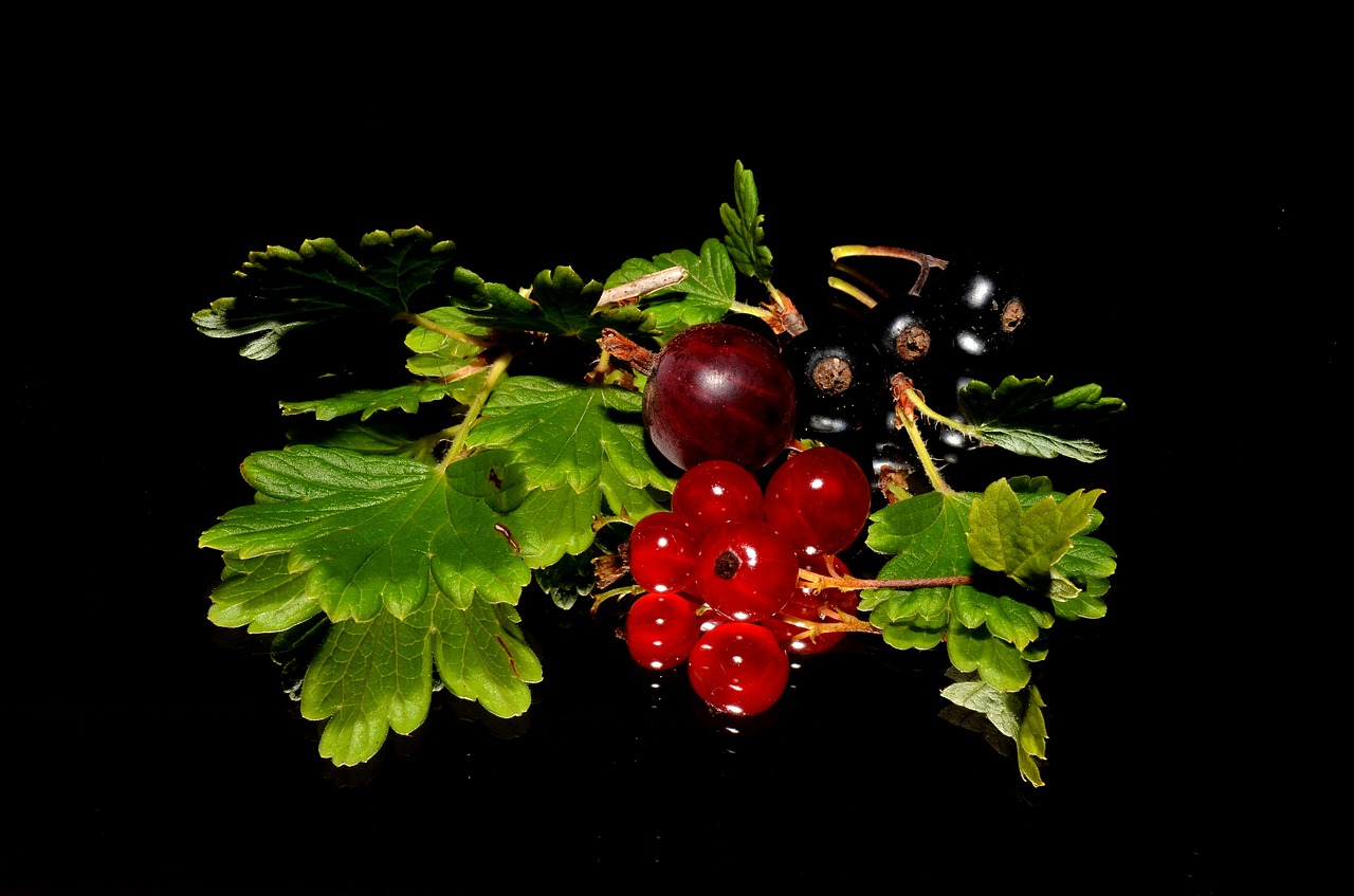 red currant blackcurrant garden free photo