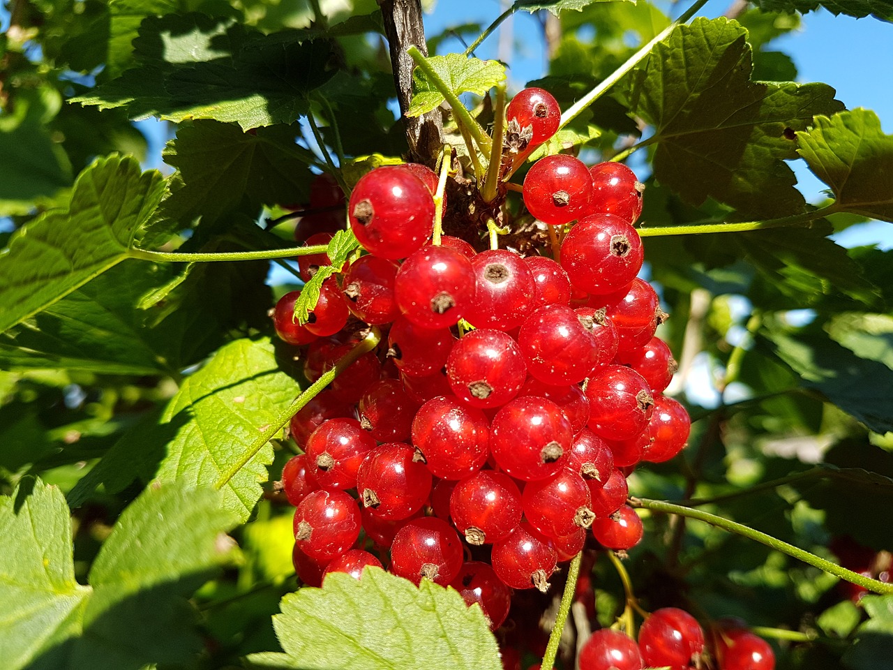 red currant berry nature free photo