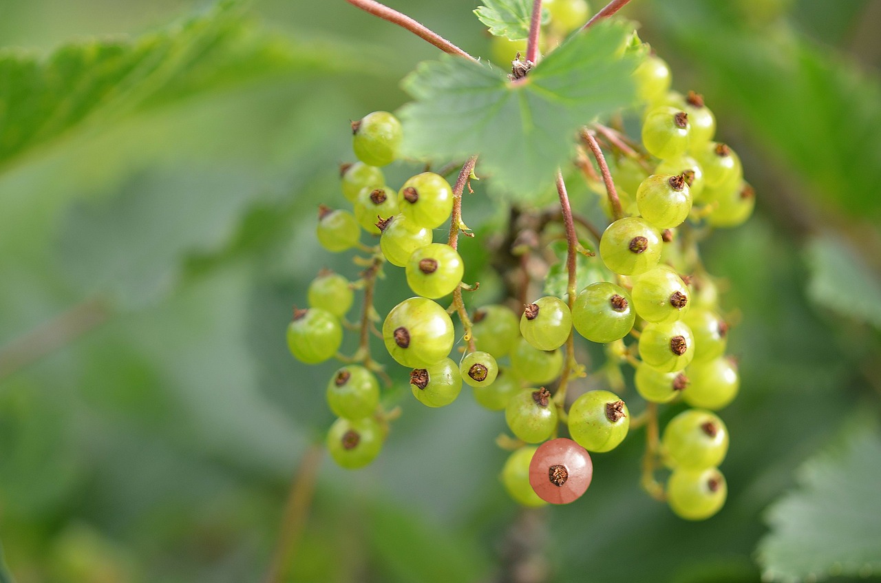 red currant berries immature free photo