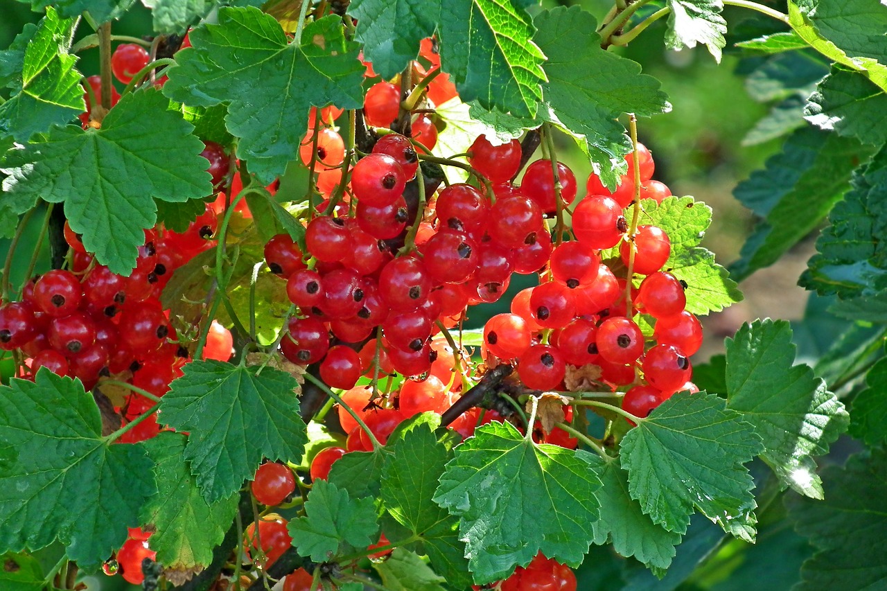 red currant  fruit  garden free photo