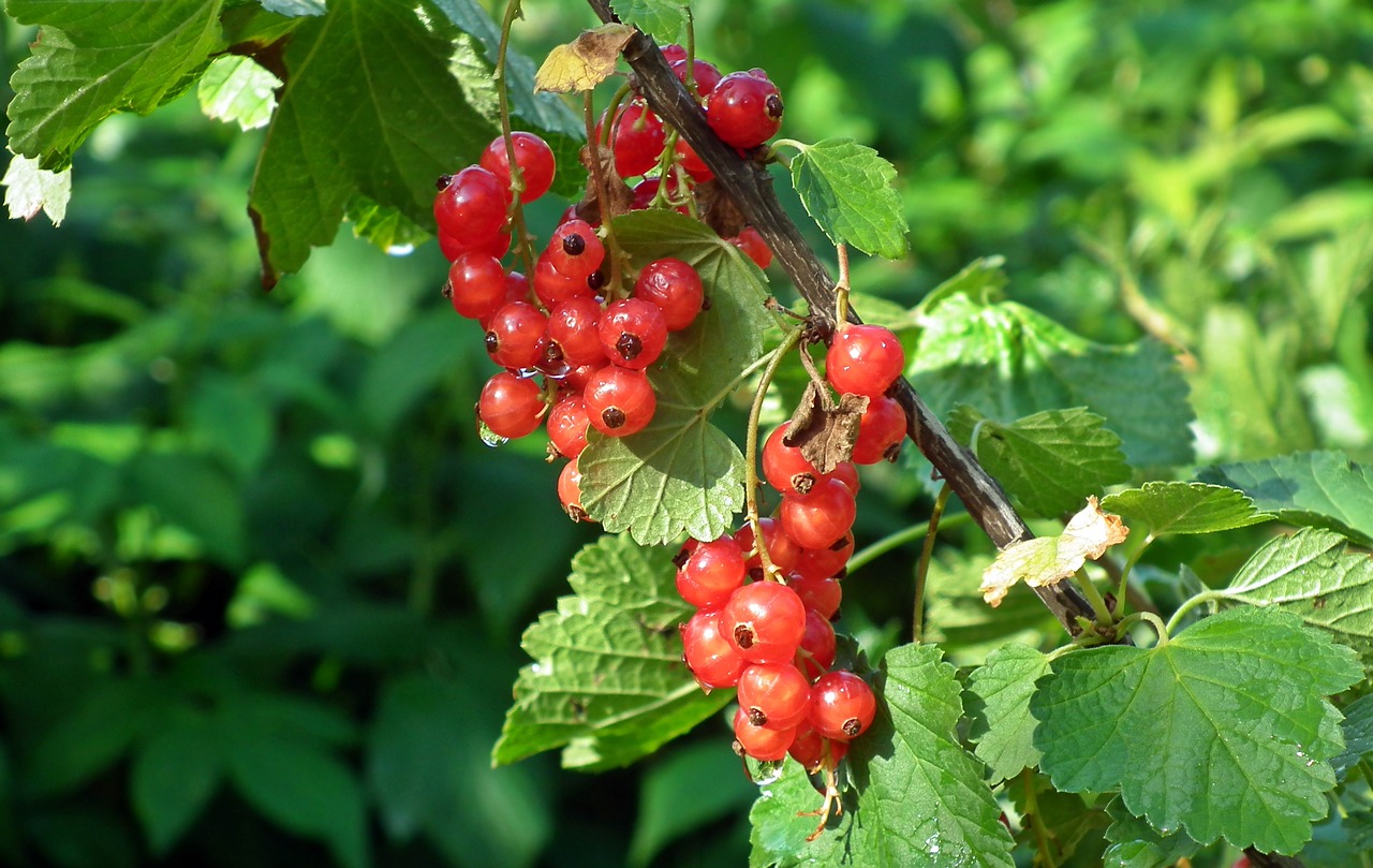 red currant  fruit  garden free photo