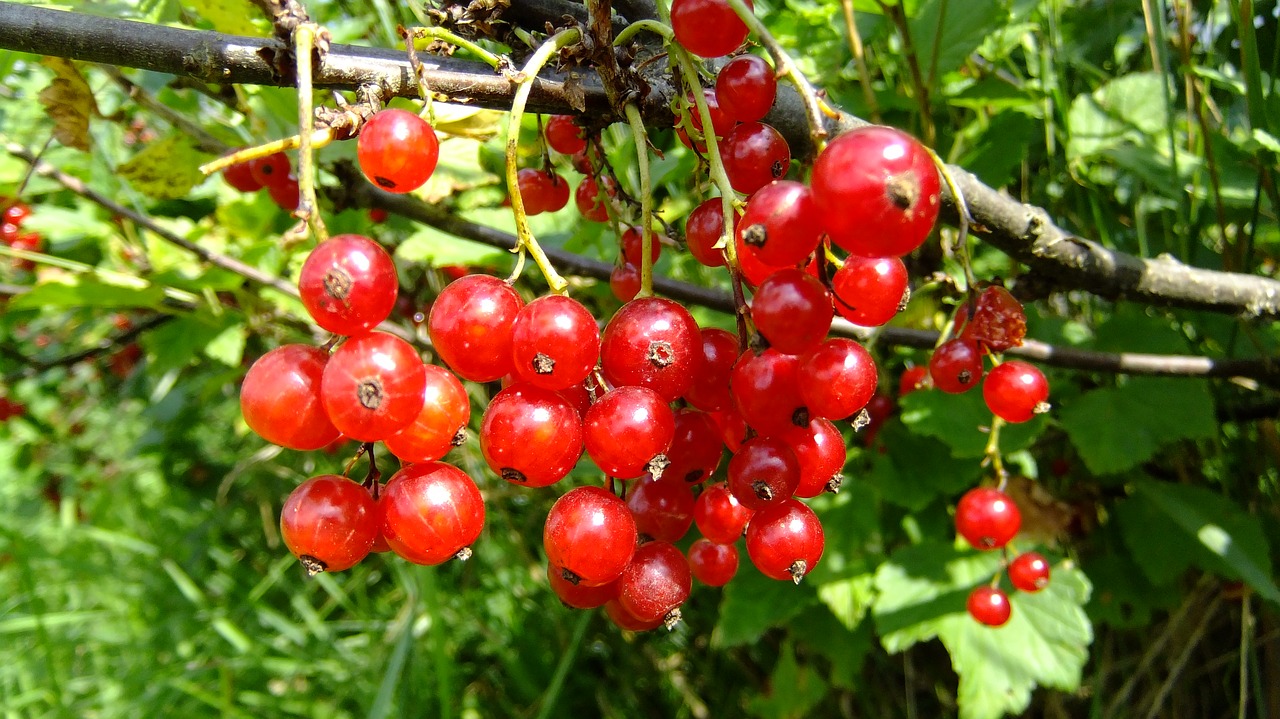 red currant  nature  flora free photo
