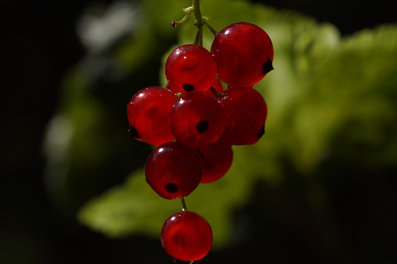 red currant  ribes rubrum  soft fruit free photo