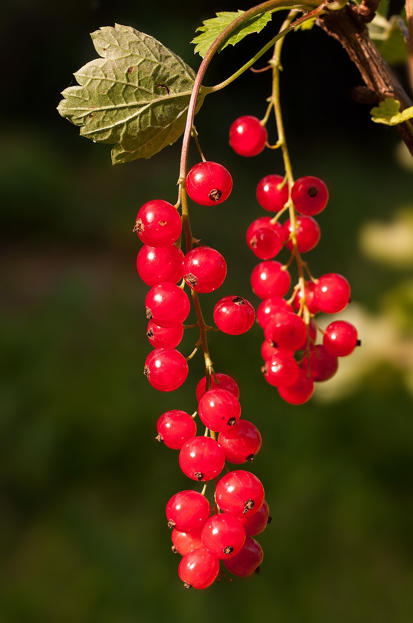 red currant currant red free photo