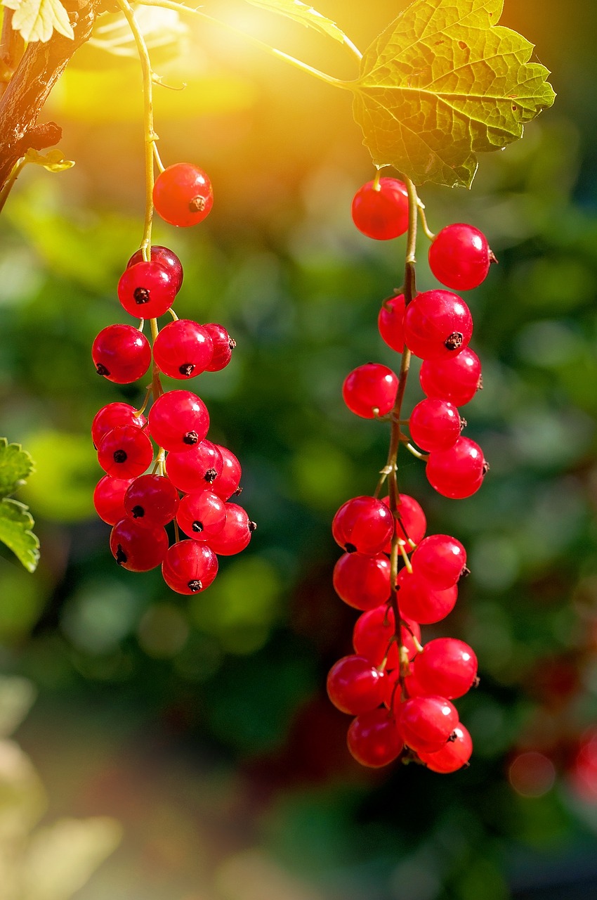 red currant fruit currants free photo