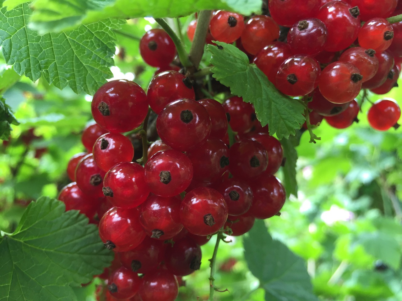 red currants delicious vitamins free photo