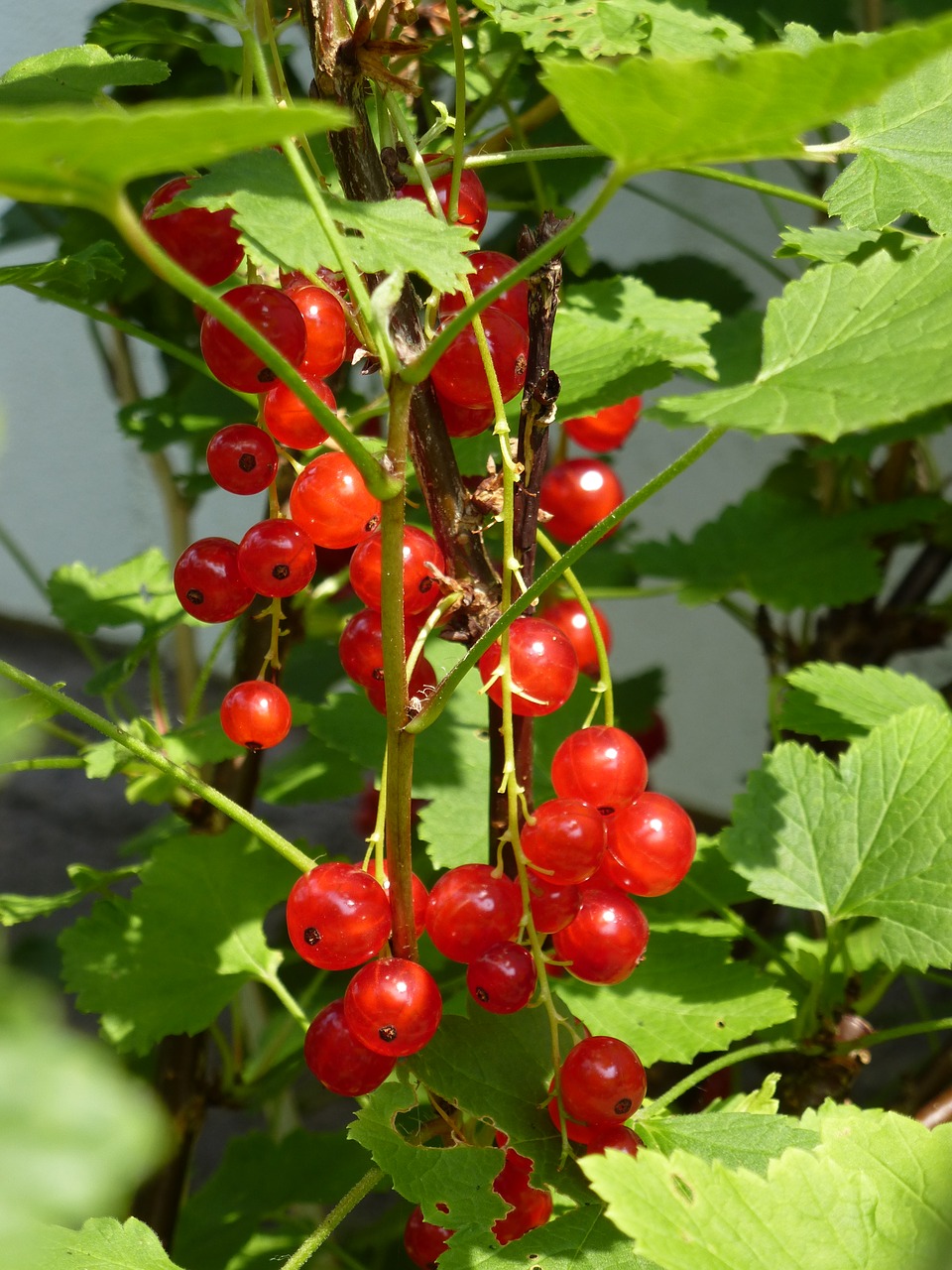 red currants fruits summer free photo