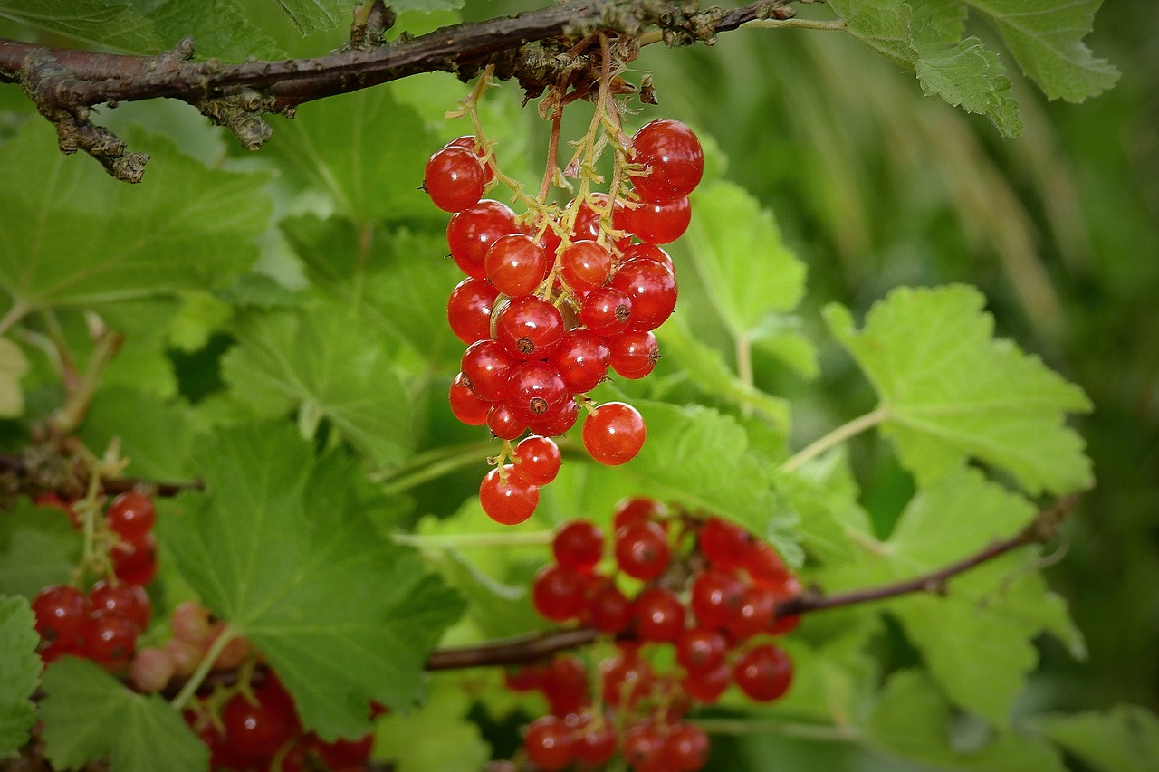 red currants  garden  fruit free photo
