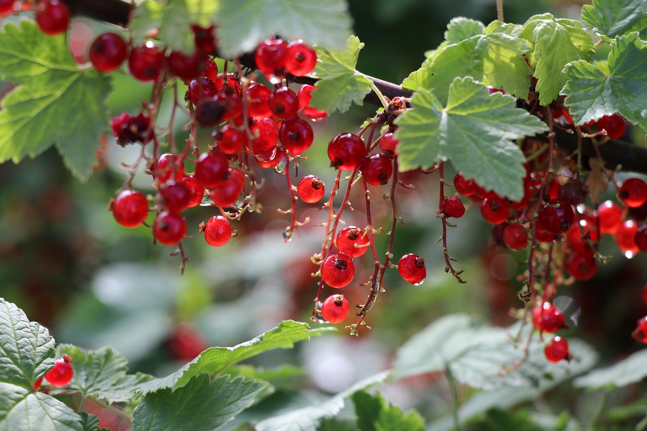 red current  berry  summer free photo