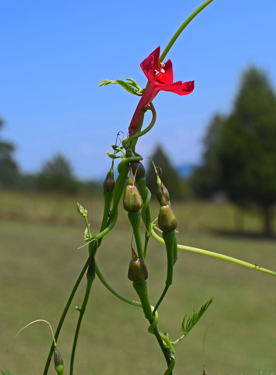 red cyprus vine flower bud free photo