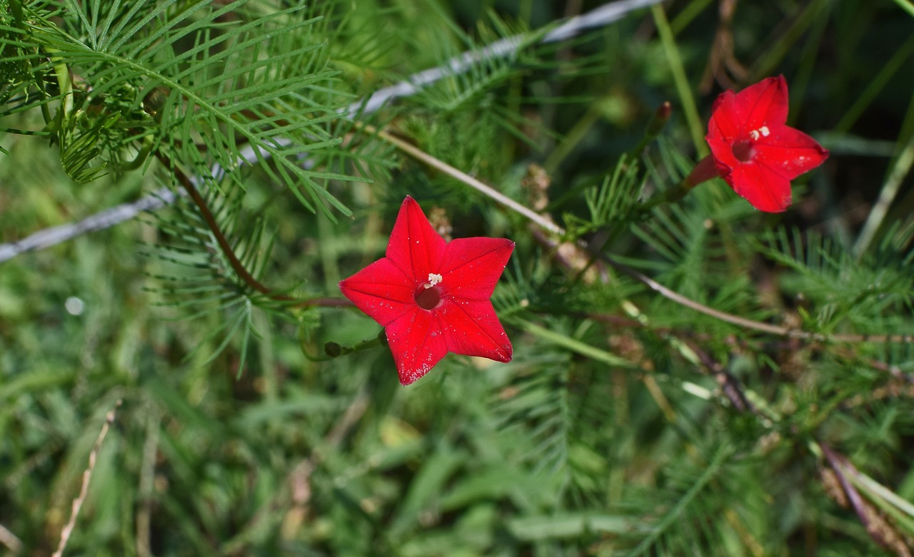 red cyprus vine flower bud free photo