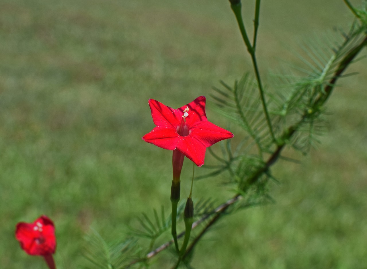 red cyprus vine flower bud free photo