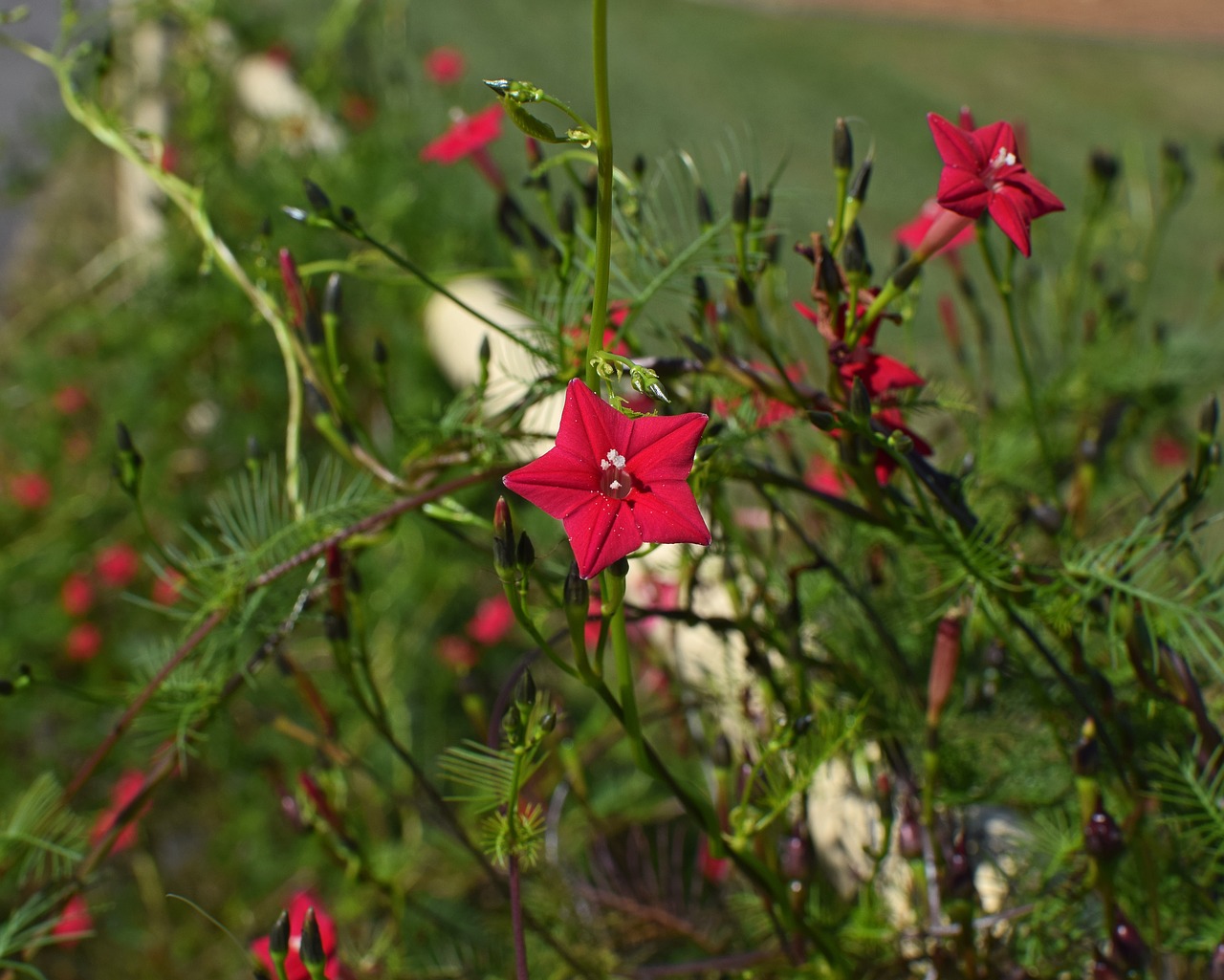 red cyprus vine flower bud free photo