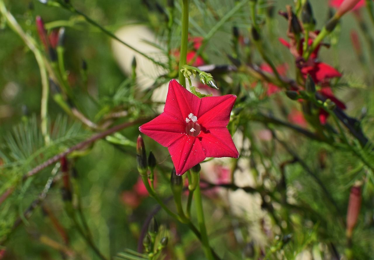 red cyprus vine flower bud free photo