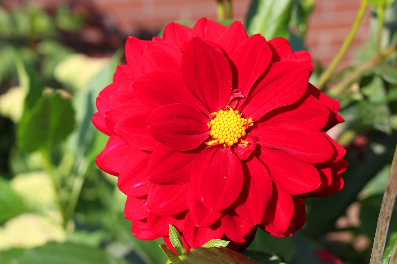 red dahlia red flower free photo