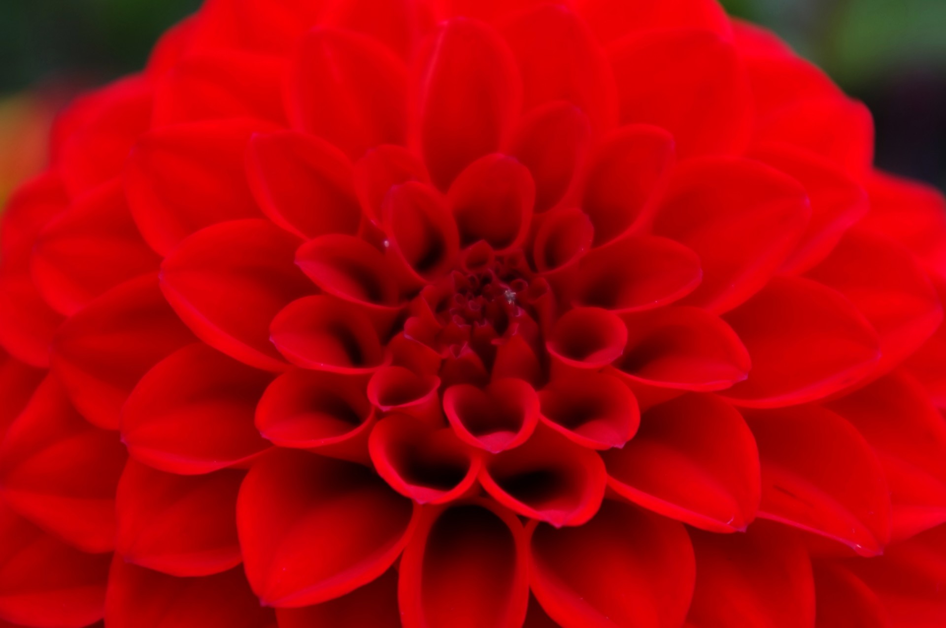 red dahlia flower free photo