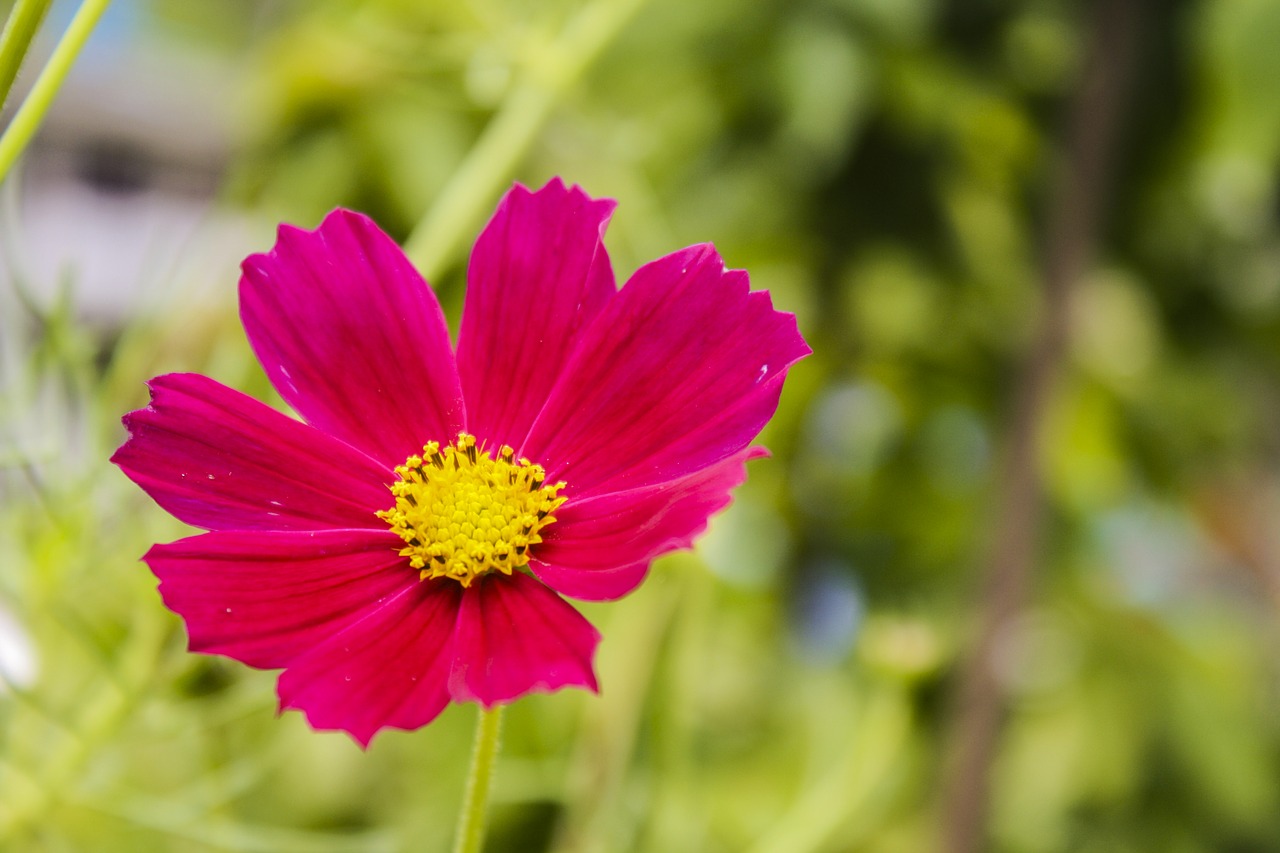 red daisy flora garden free photo