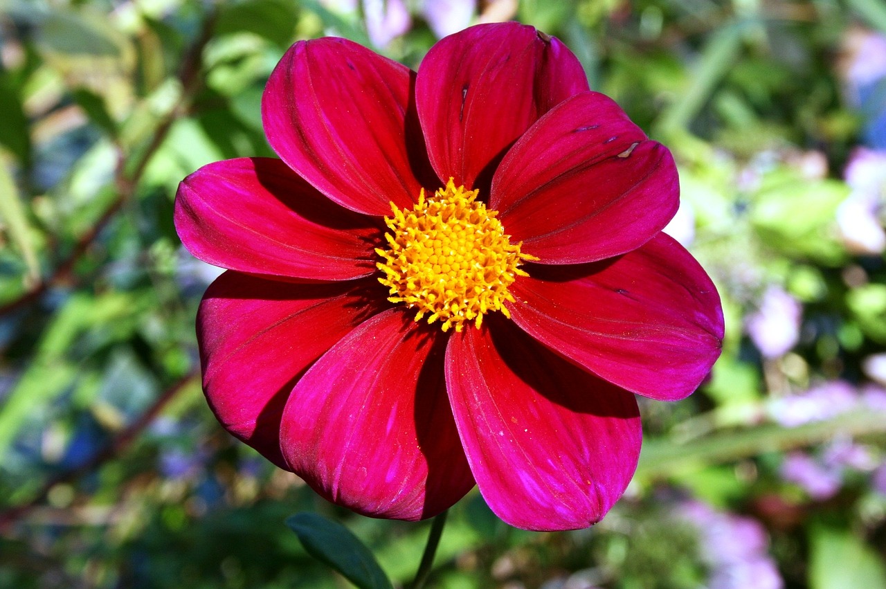 red daisy red flower red petals free photo