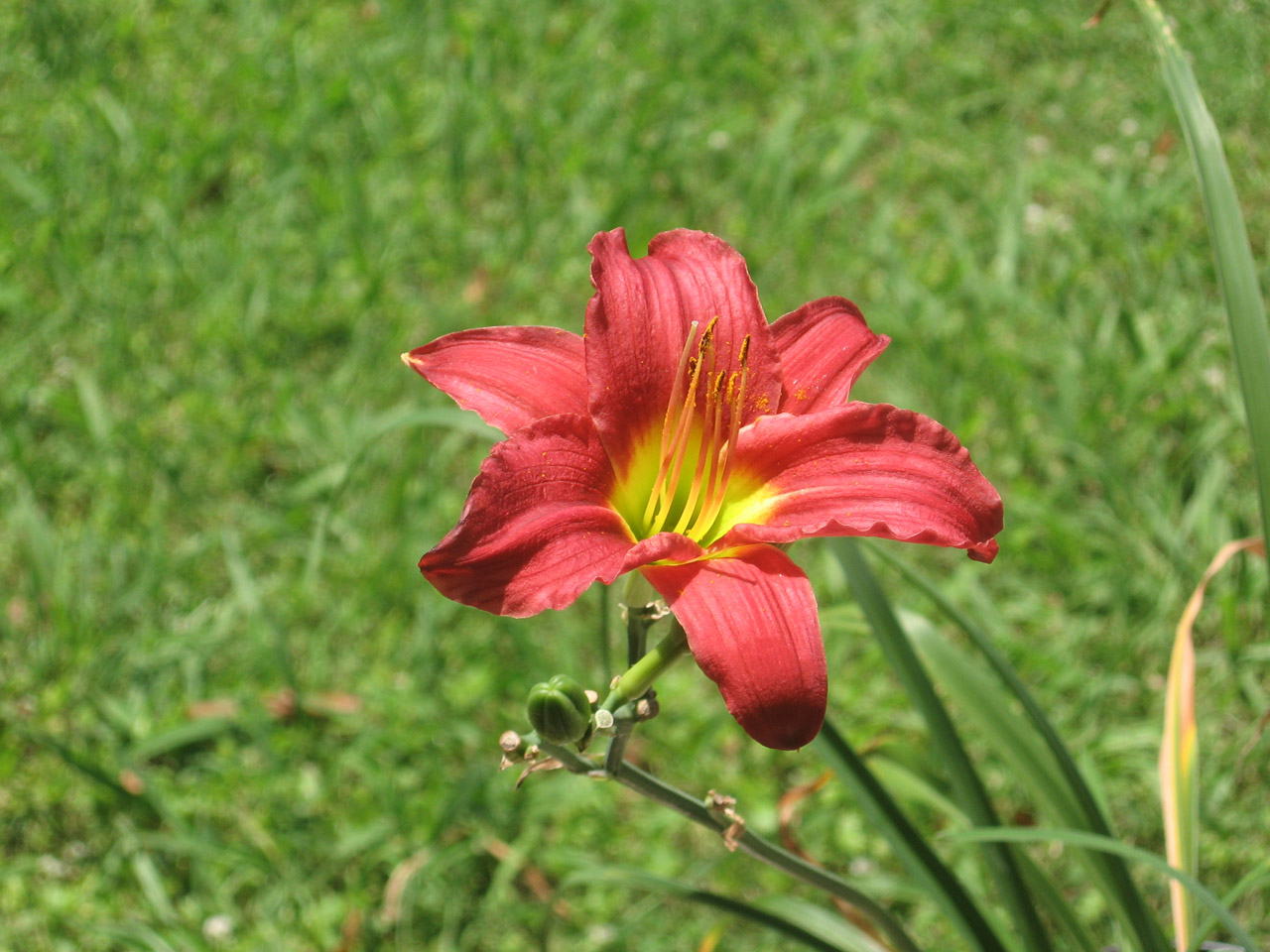 red daylily flower free photo