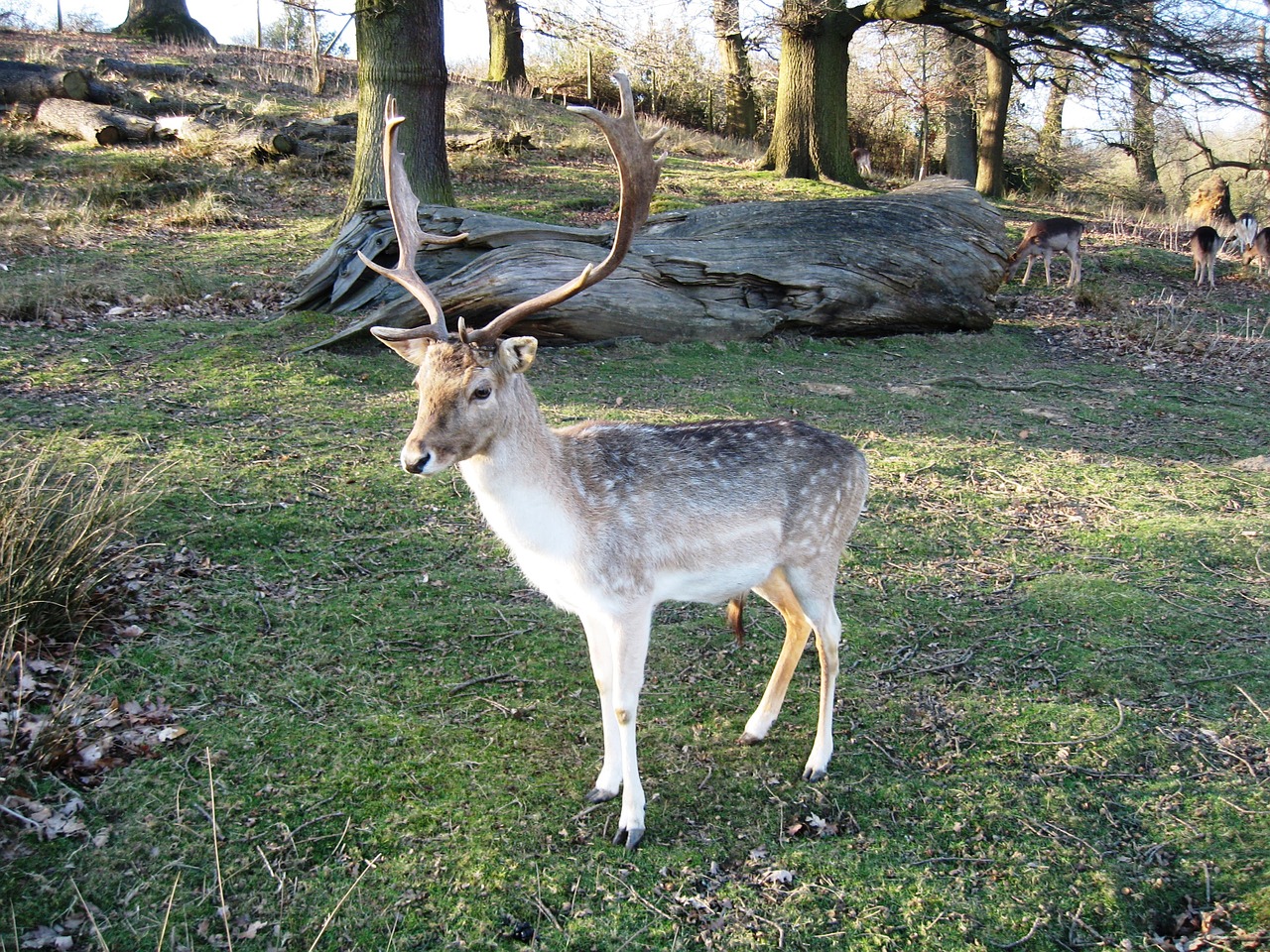 red deer the nature of the autumn free photo