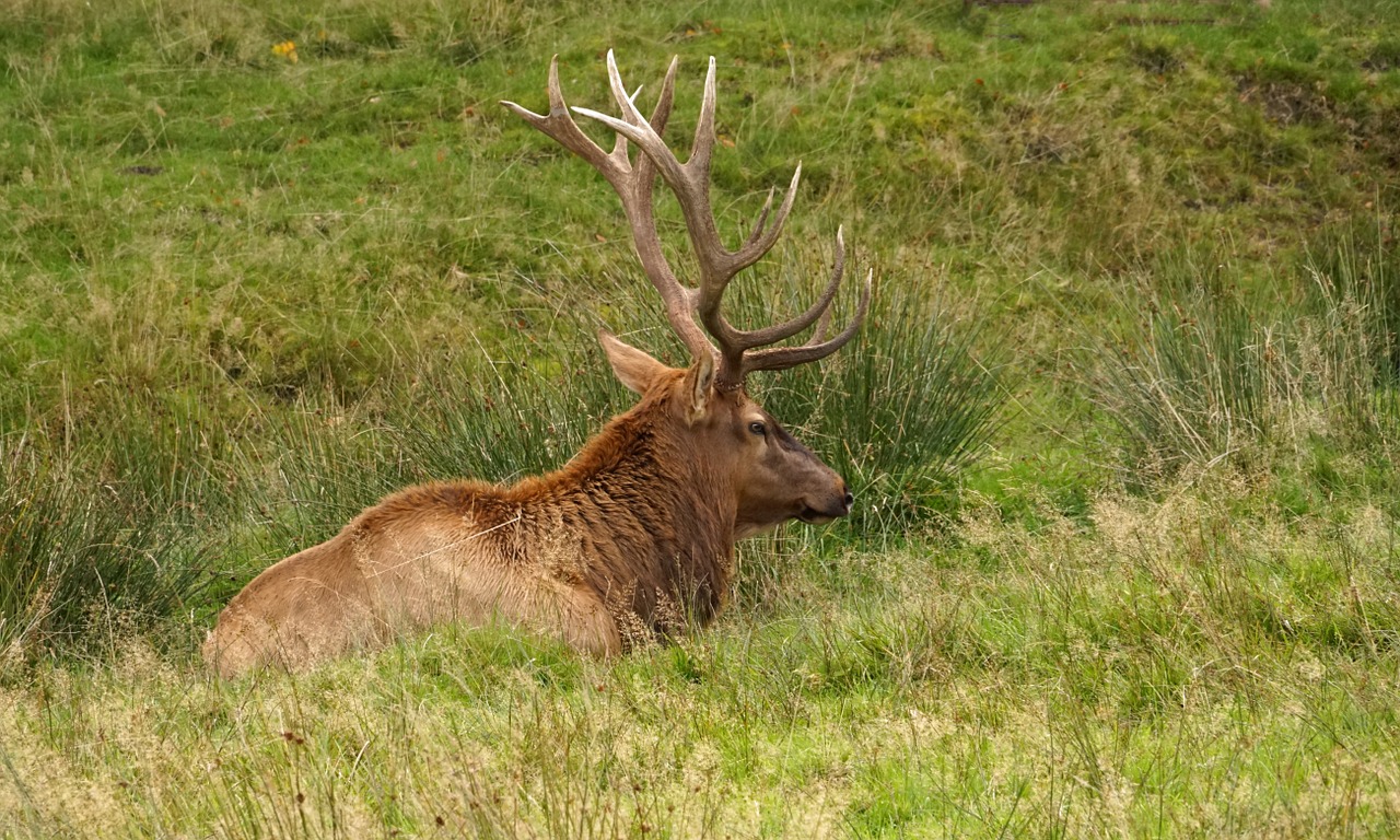 red deer deer boy hirsch free photo