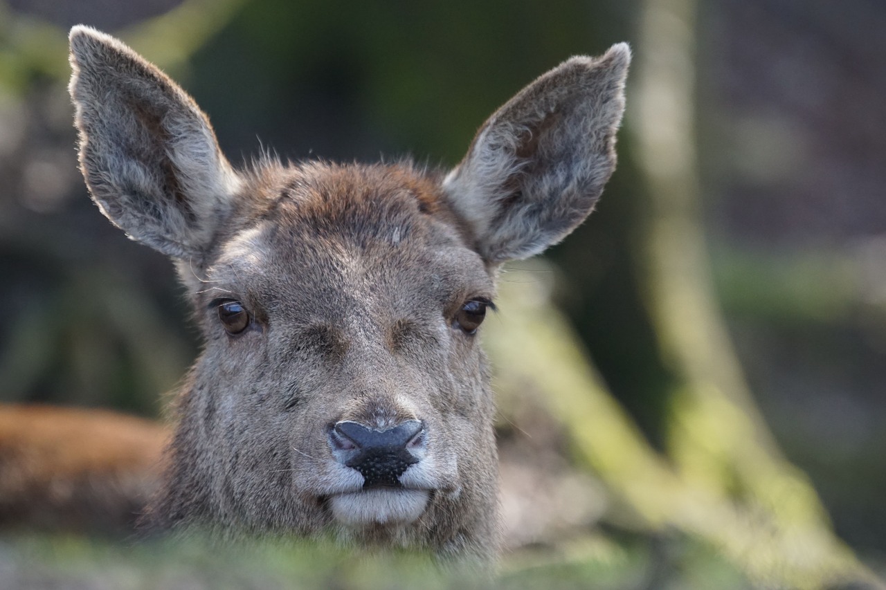 red deer cow ruminant free photo