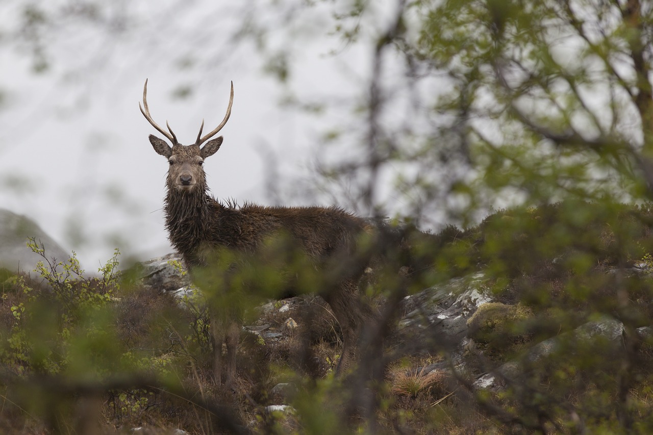 red deer scotland highlands free photo