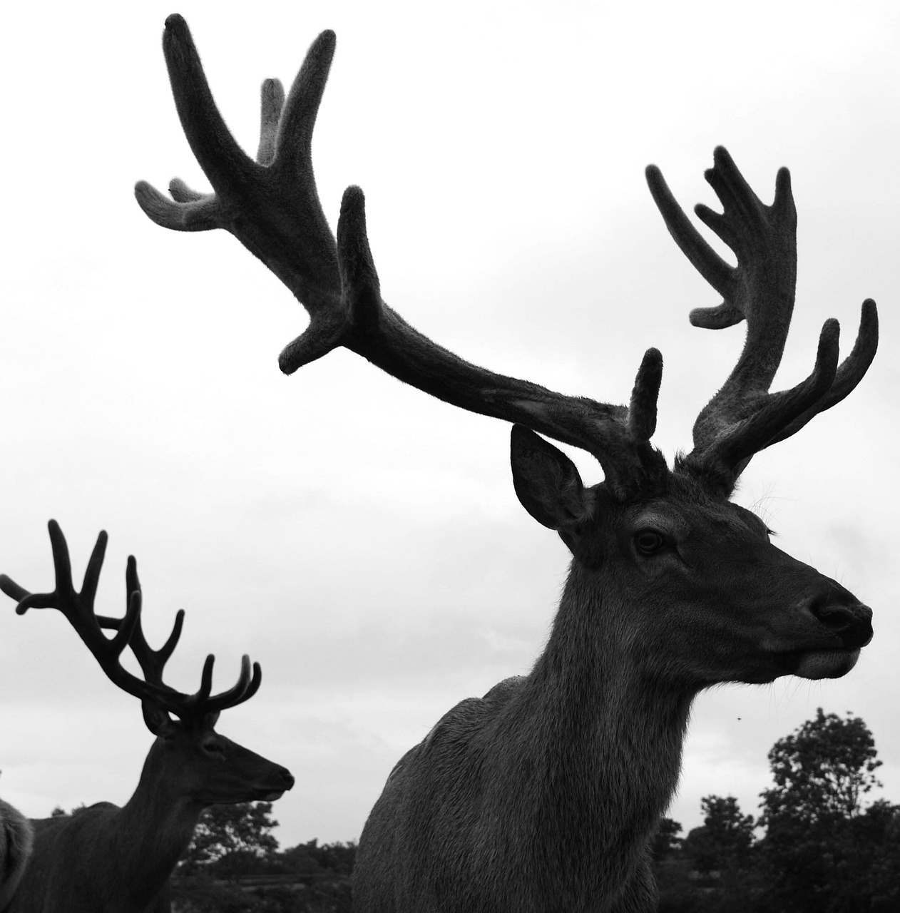 red deer crossed with wapiti stag free photo
