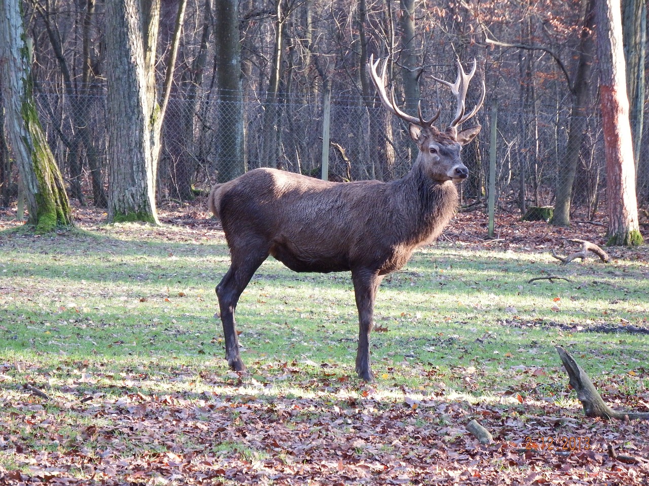 red deer autumn wild free photo