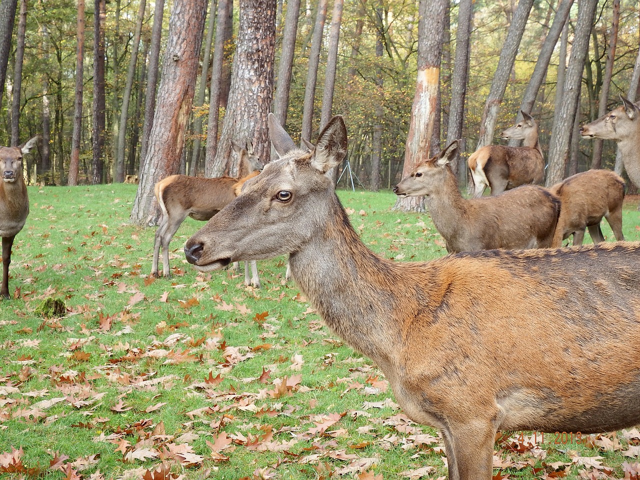 red deer november rut free photo