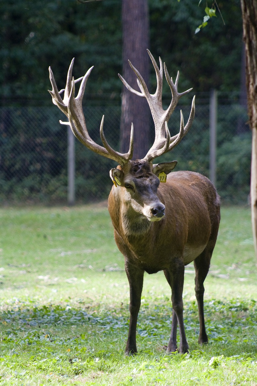 red deer capital antler free photo