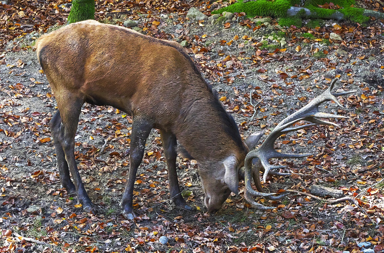 red deer antler hirsch free photo