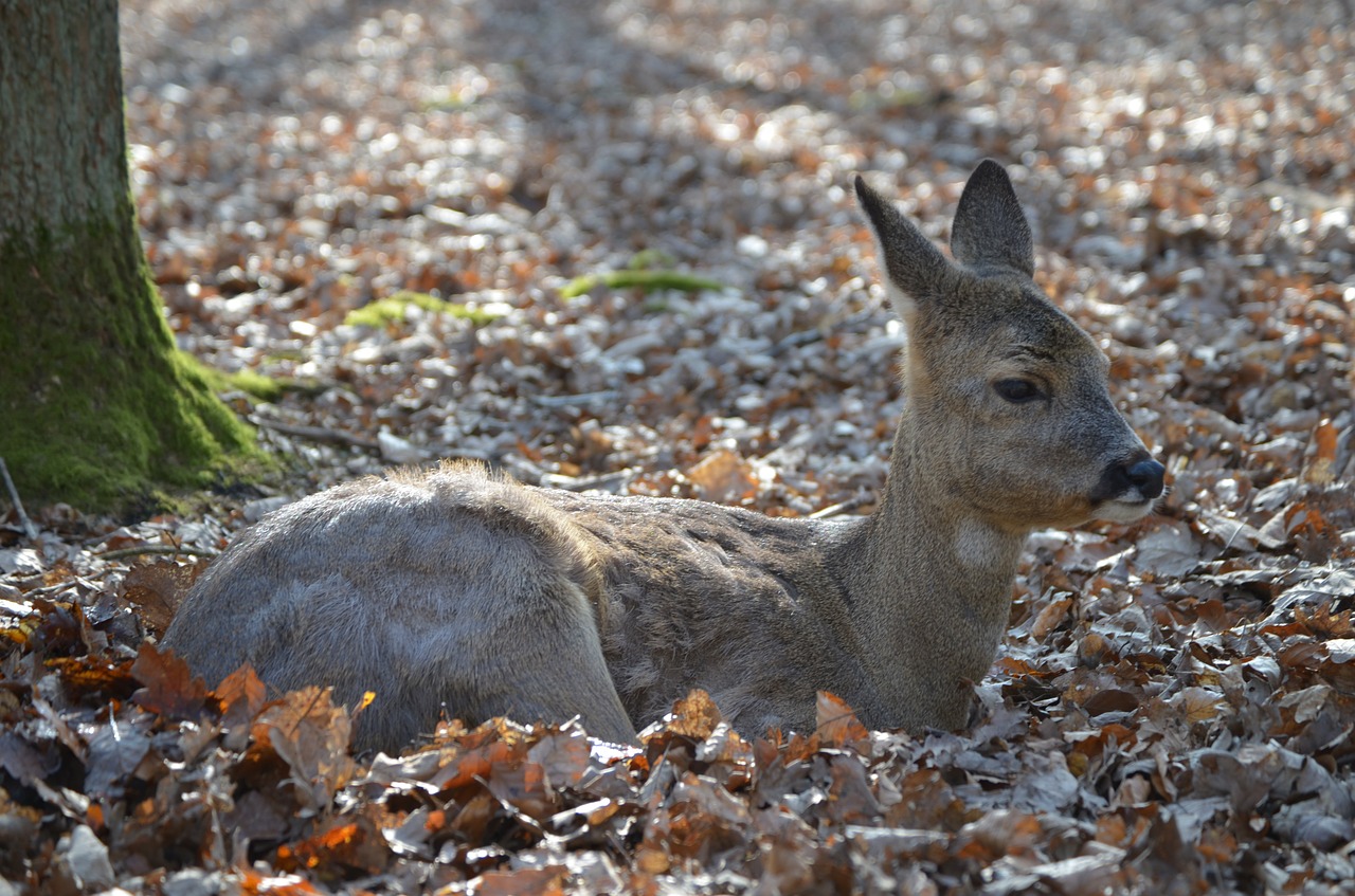 red deer fawn roe deer free photo