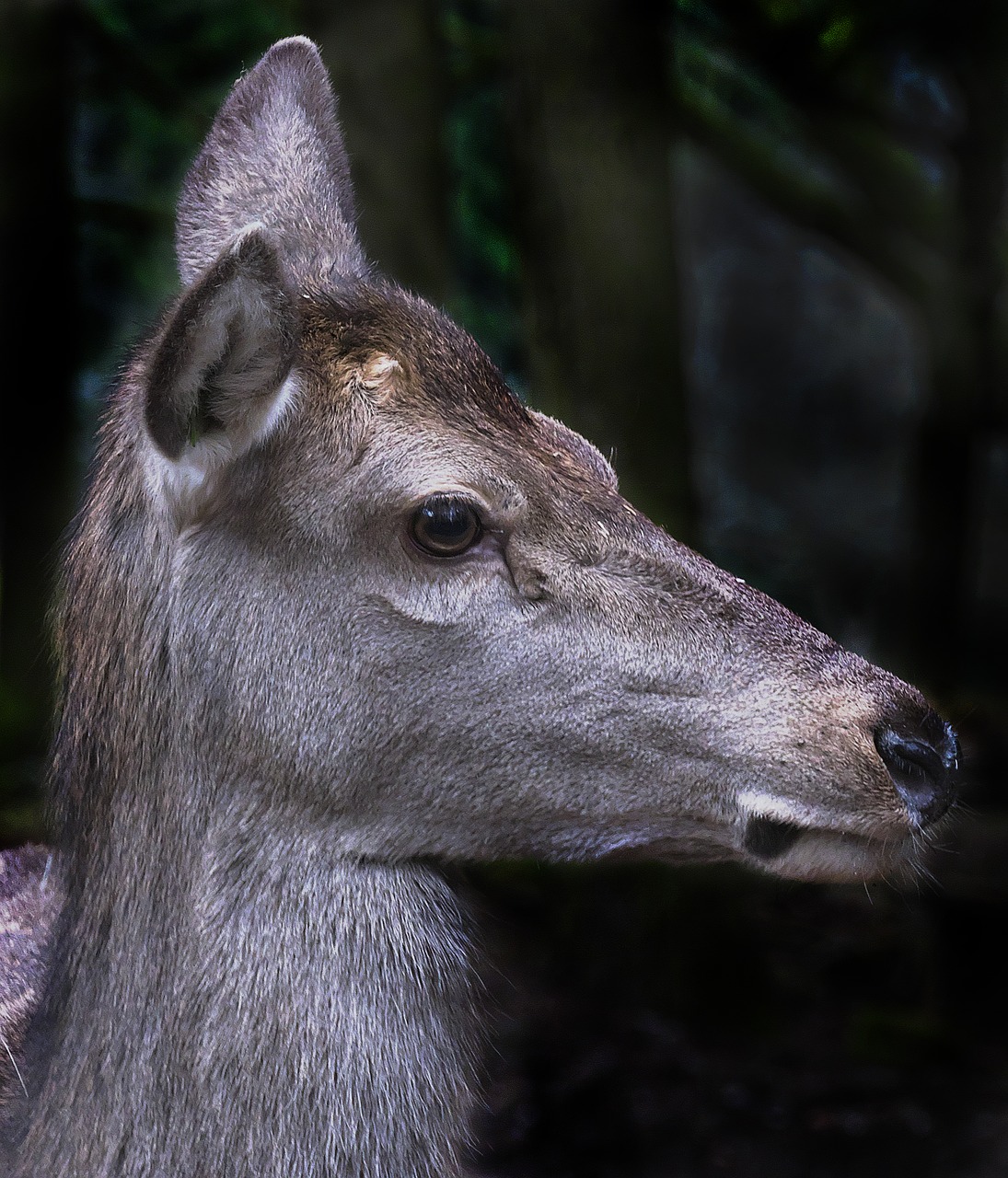 red deer doe portrait free photo