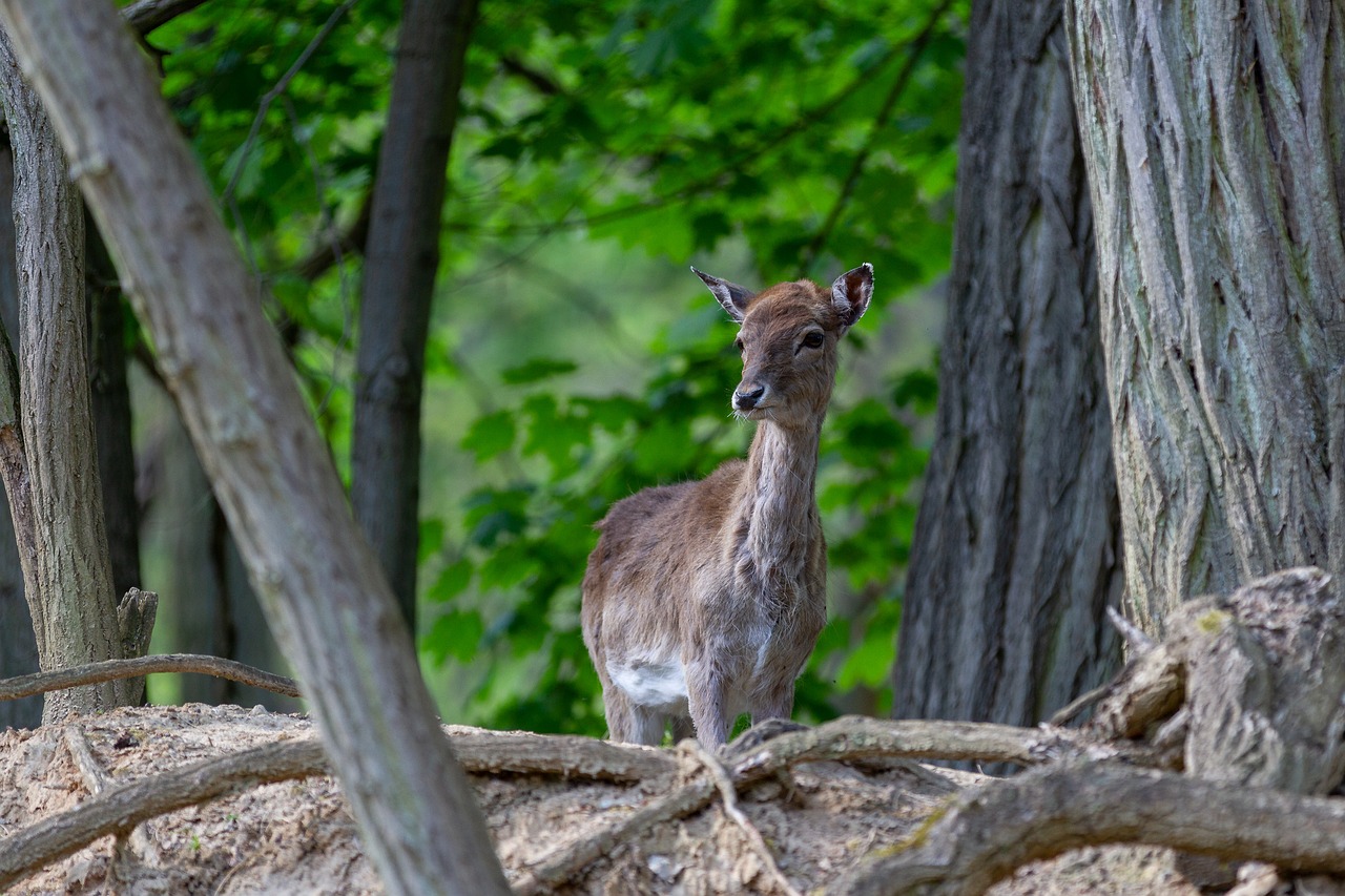 red deer  doe  forest free photo