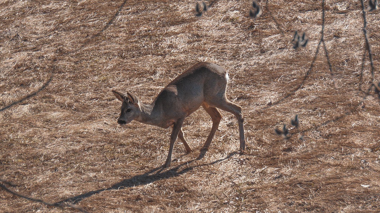 red deer  wild  nature free photo